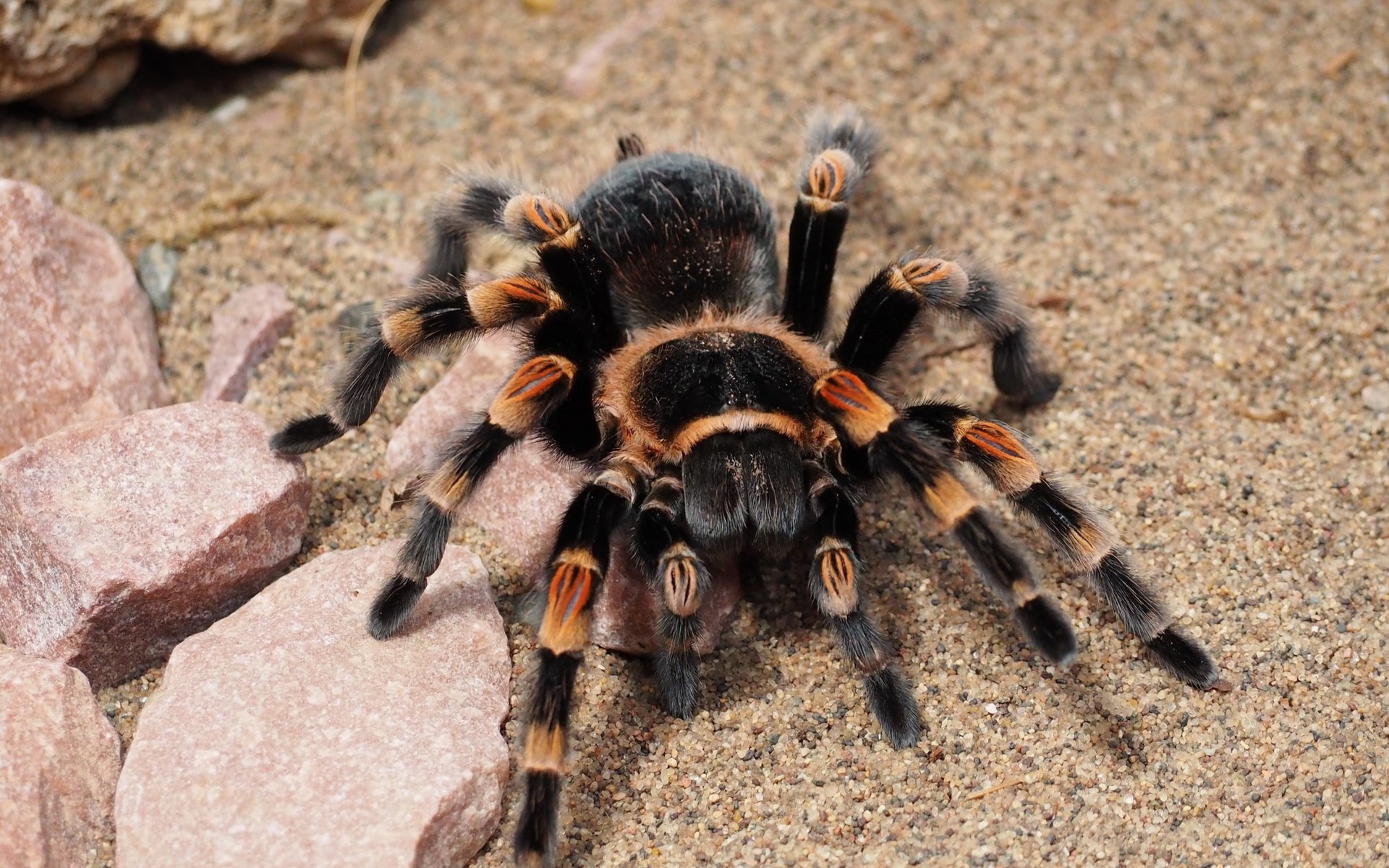 Обои паук, крупным планом, тарантул, spider, closeup, tarantula разрешение 3840x2160 Загрузить