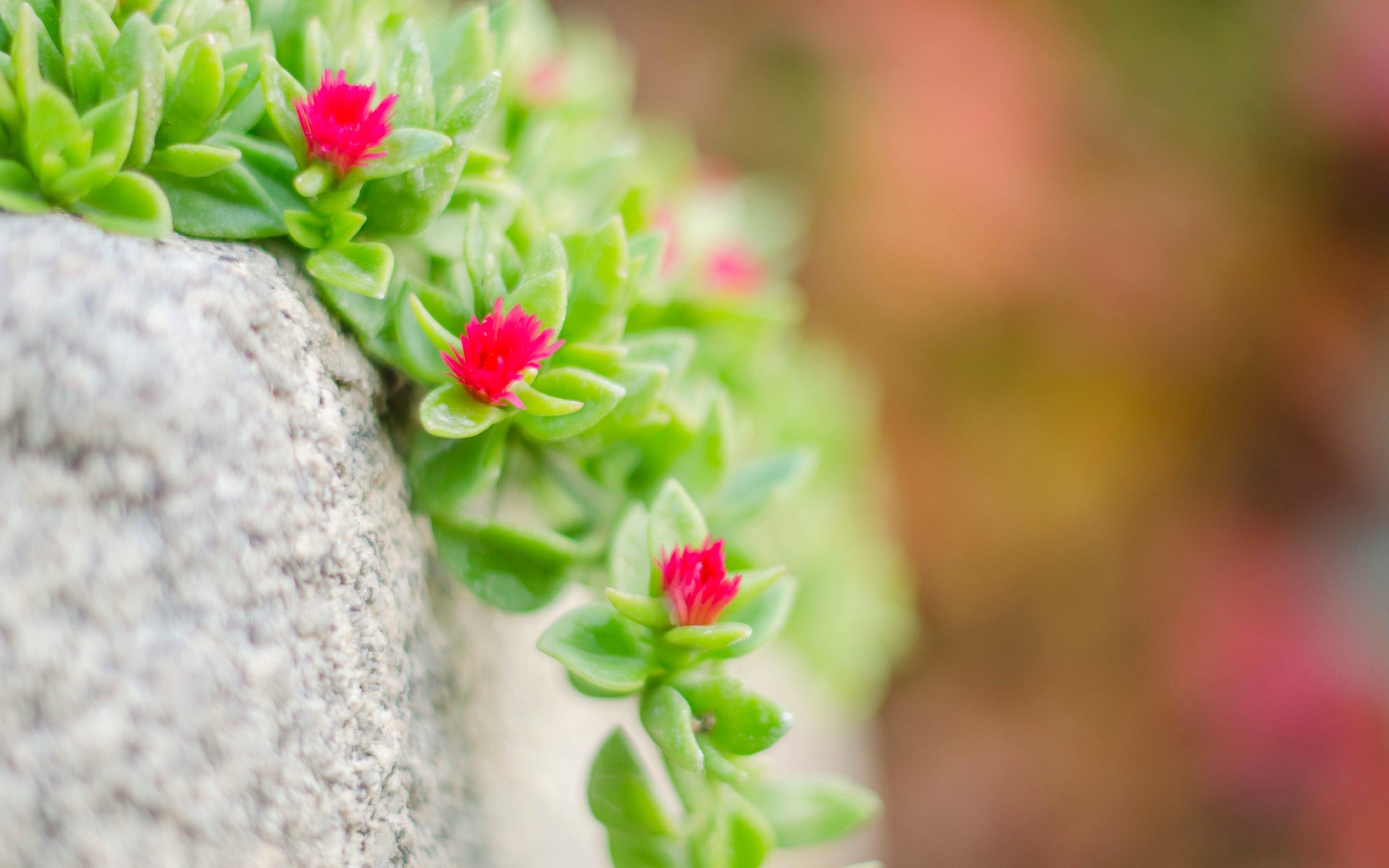 Обои макро, камень, растение, цветочки, очиток, macro, stone, plant, flowers, stonecrop разрешение 3840x2400 Загрузить