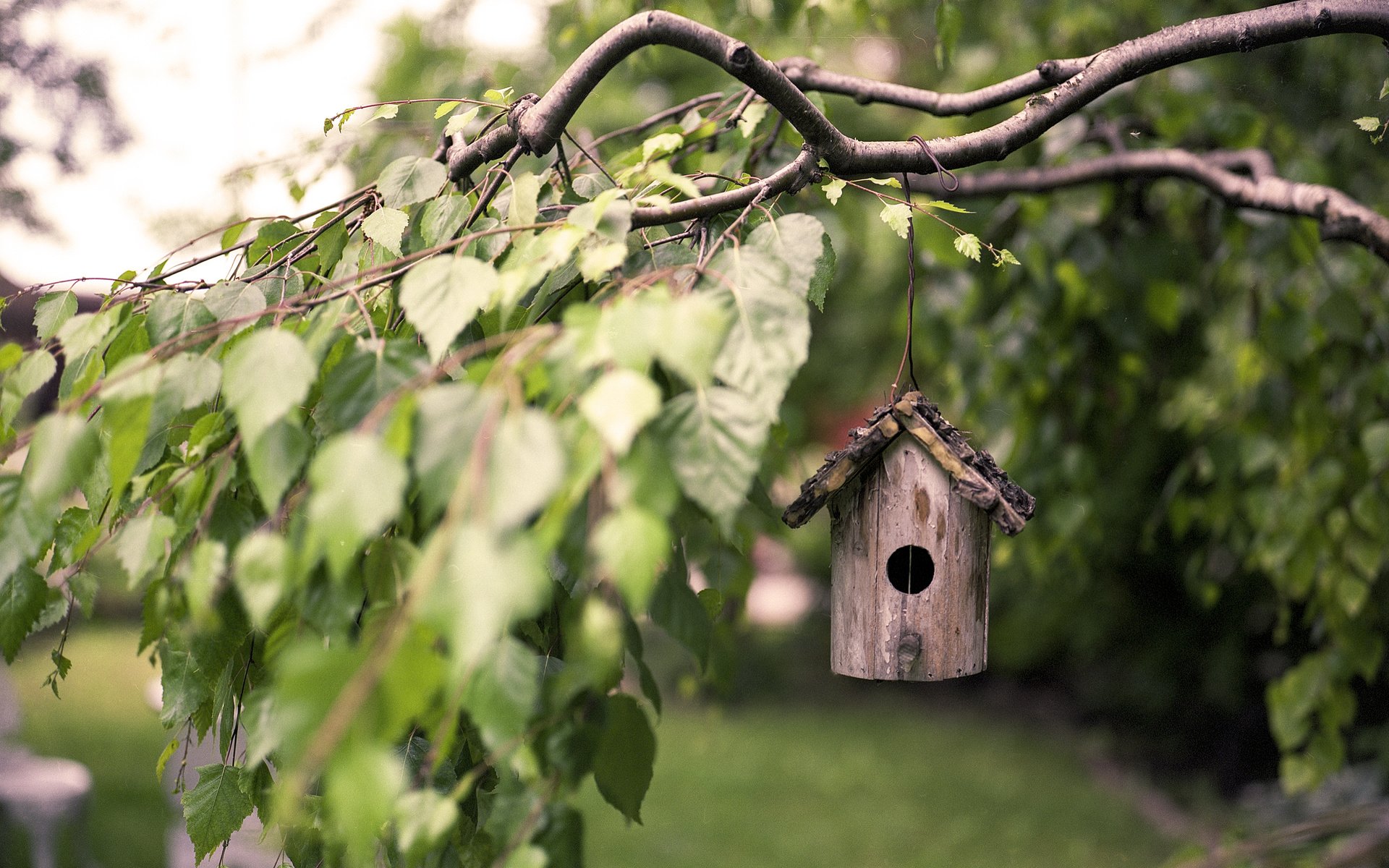 Обои листья, макро, ветки, береза, скворечник, птичий домик, leaves, macro, branches, birch, birdhouse, bird house разрешение 3840x2400 Загрузить