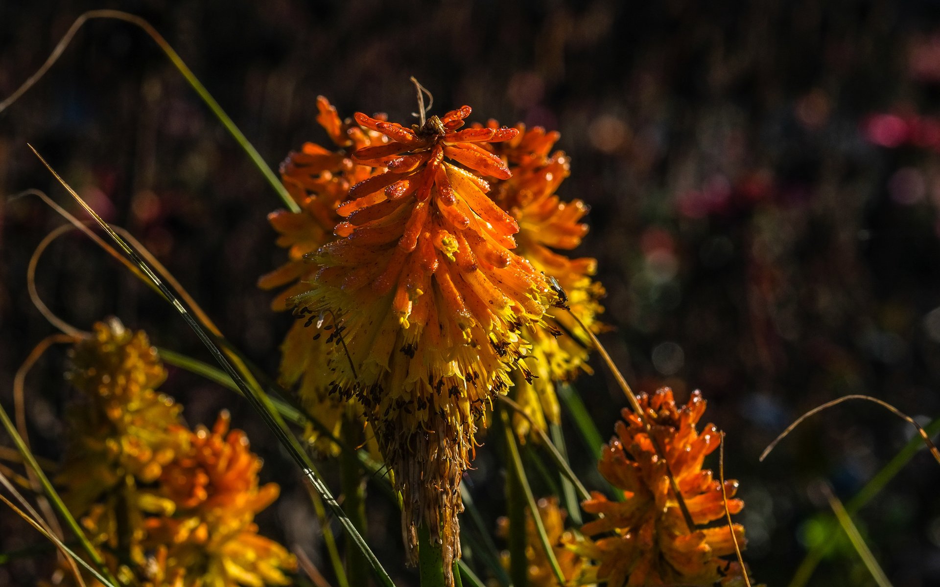 Обои цветы, природа, растения, фон, книфофия, flowers, nature, plants, background, kniphofia разрешение 4896x2760 Загрузить