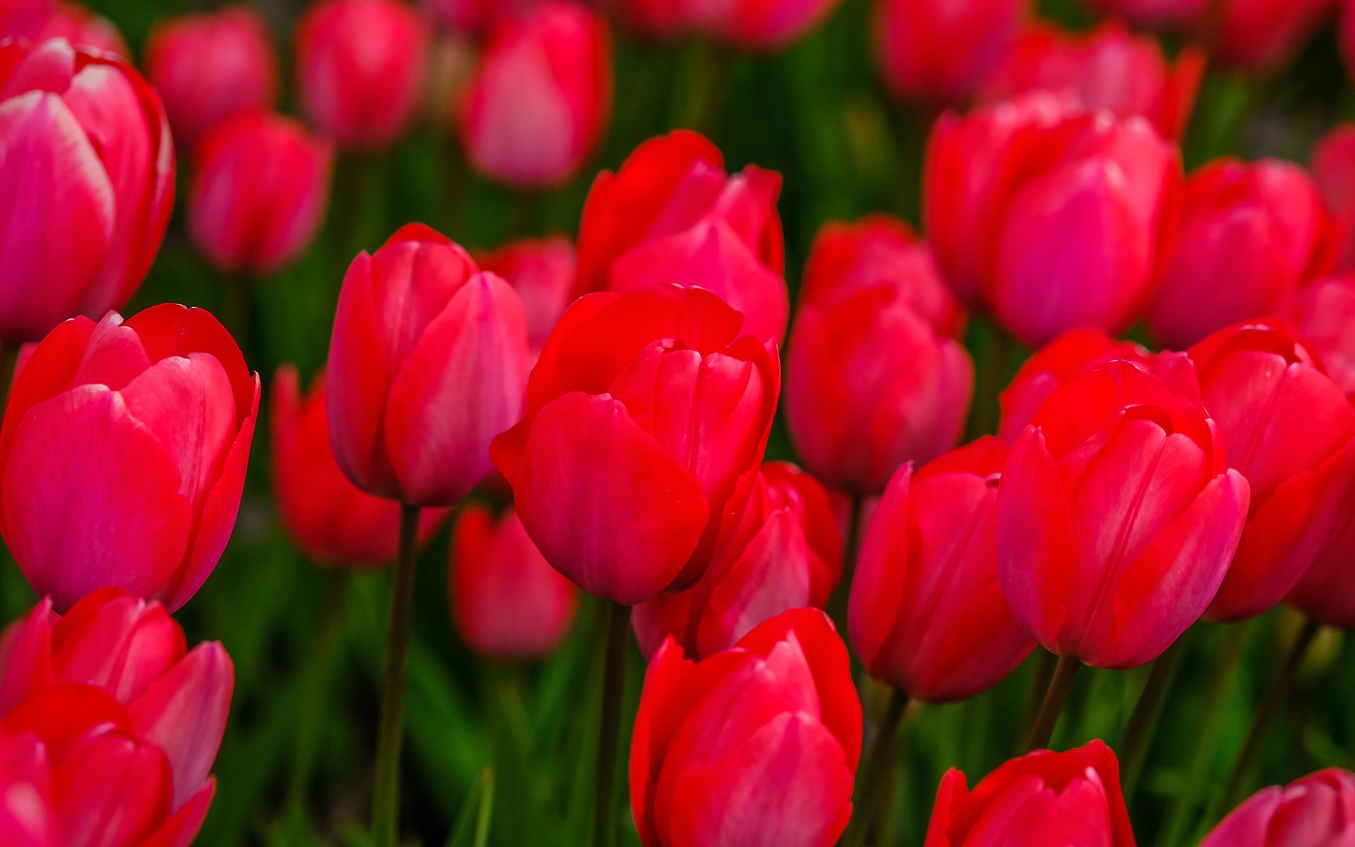 Обои цветы, бутоны, весна, тюльпаны, flowers, buds, spring, tulips разрешение 6000x3376 Загрузить