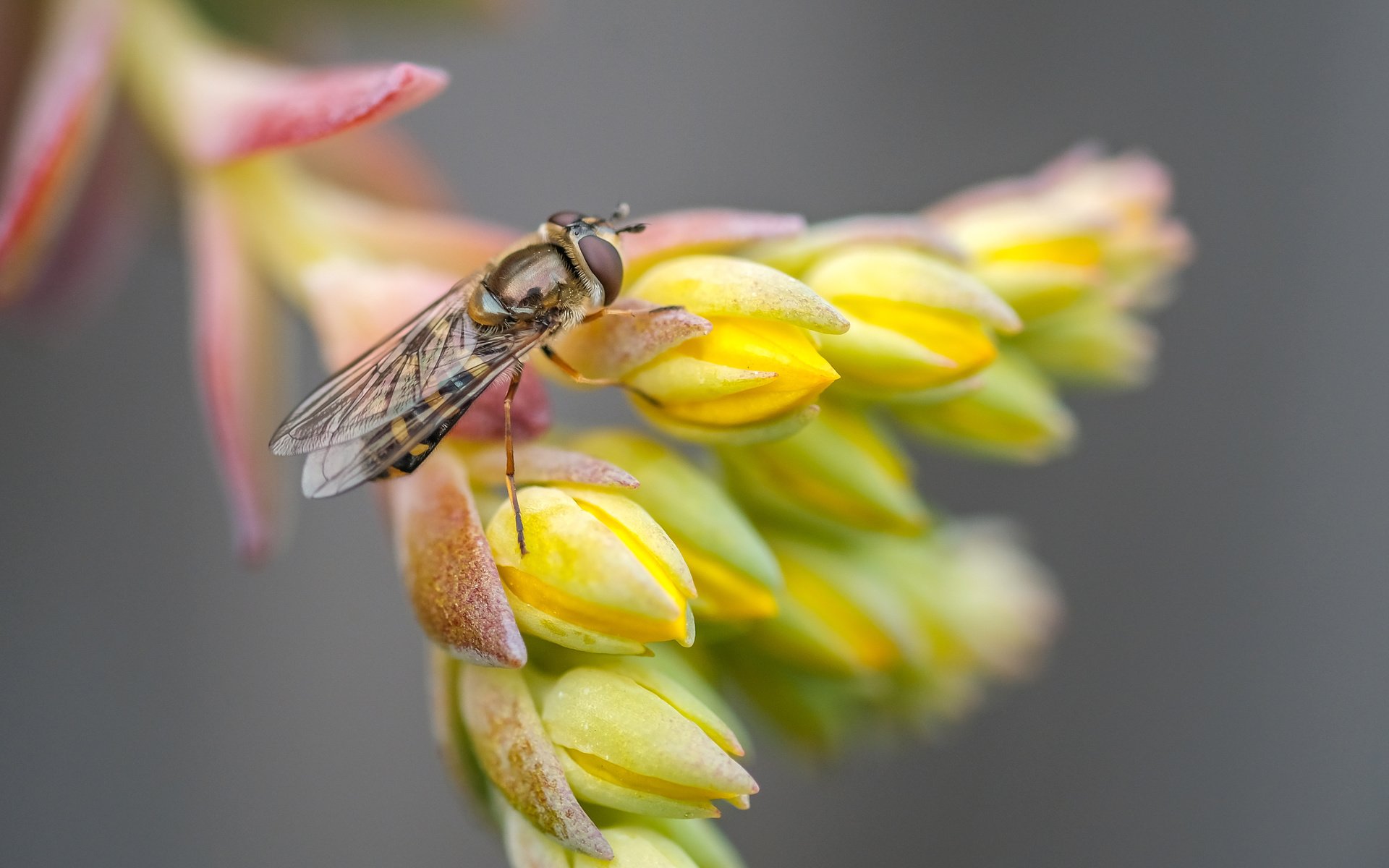 Обои макро, насекомое, цветок, муха, макро. цветок, macro, insect, flower, fly, macro. flower разрешение 4801x2784 Загрузить