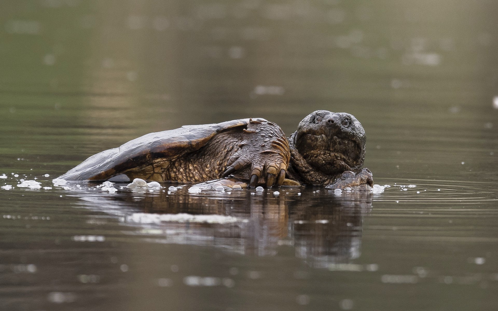 Обои вода, черепаха, панцирь, water, turtle, shell разрешение 2305x1578 Загрузить