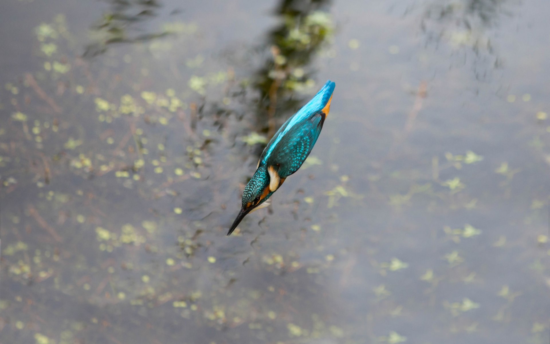 Обои вода, полет, птица, клюв, перья, зимородок, water, flight, bird, beak, feathers, kingfisher разрешение 2048x1542 Загрузить