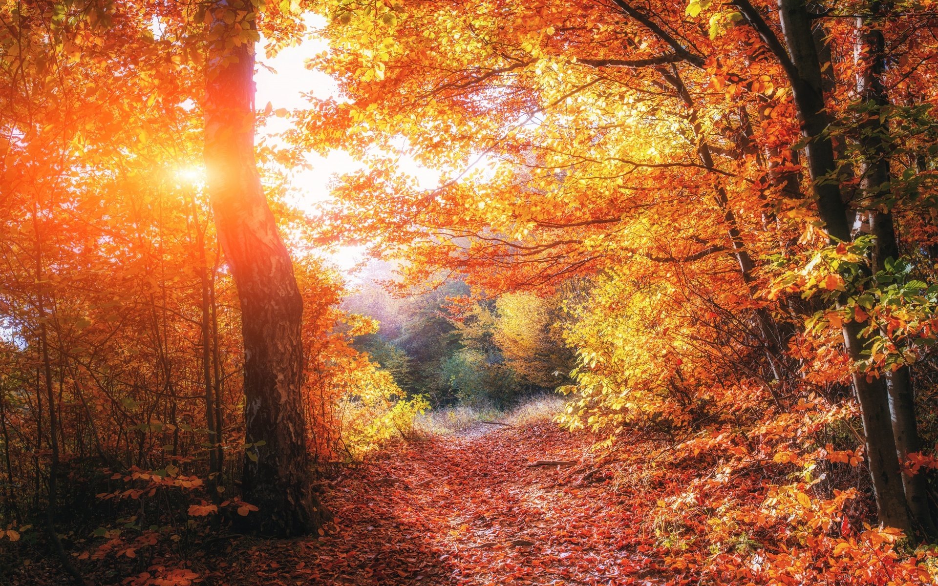 Обои деревья, природа, лес, листья, осень, тропинка, trees, nature, forest, leaves, autumn, path разрешение 2880x1800 Загрузить