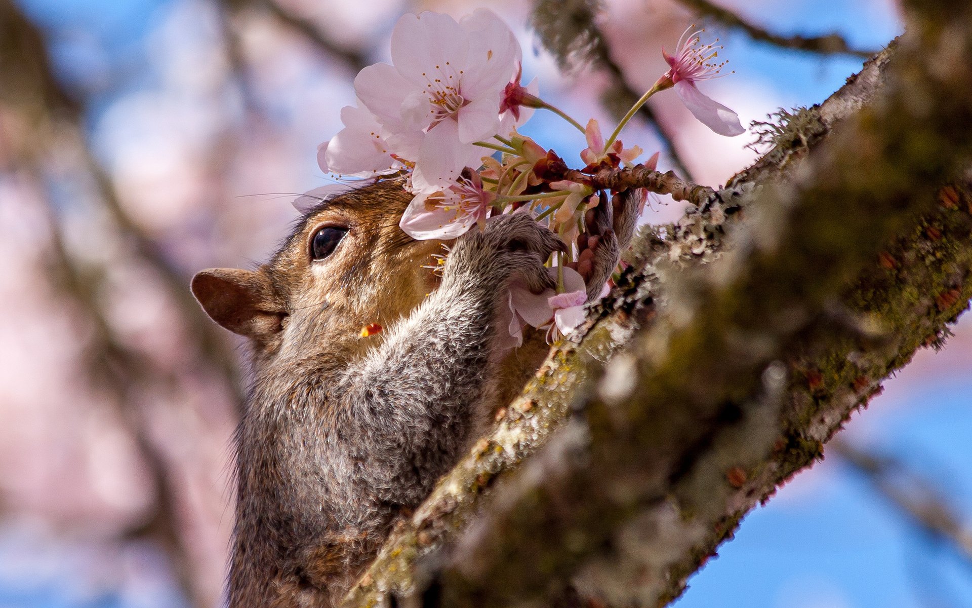 Обои ветка, дерево, цветок, весна, вишня, белка, цветки, branch, tree, flower, spring, cherry, protein, flowers разрешение 2048x1366 Загрузить