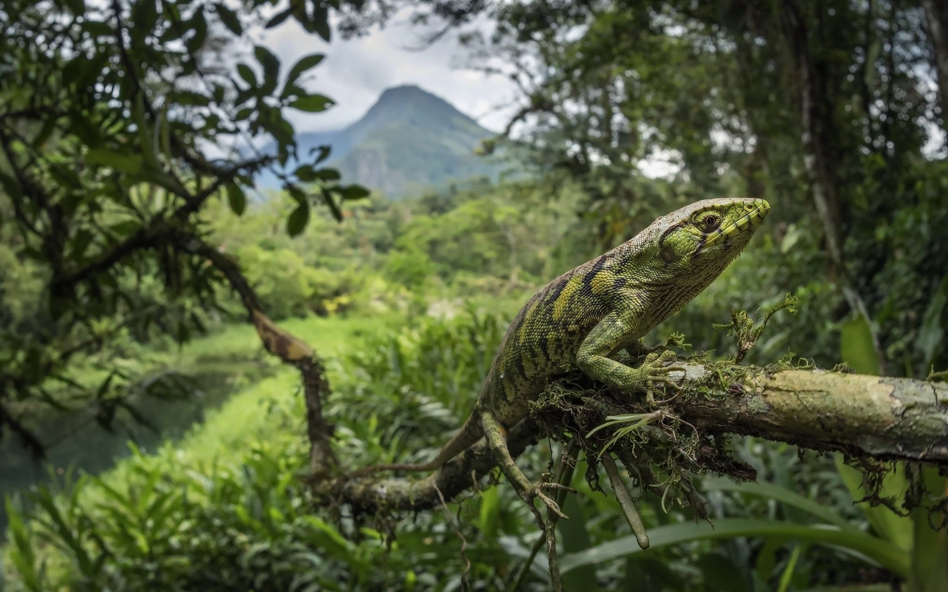 Обои ветка, дерево, лес, ящерица, тропики, мраморный полихрус, branch, tree, forest, lizard, tropics, marble polychrus разрешение 2048x1365 Загрузить