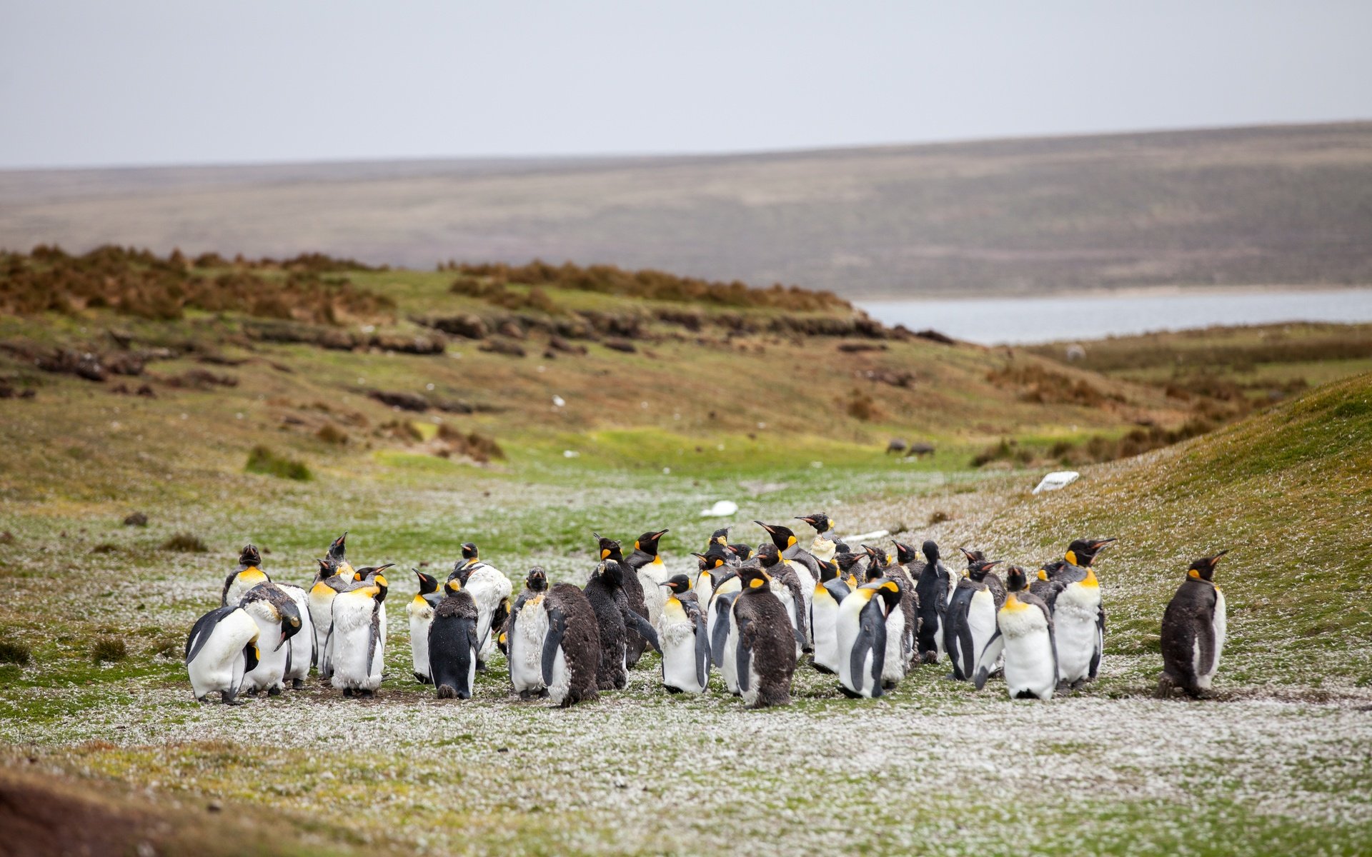 Обои трава, берег, птицы, стая, пингвины, grass, shore, birds, pack, penguins разрешение 5616x3744 Загрузить