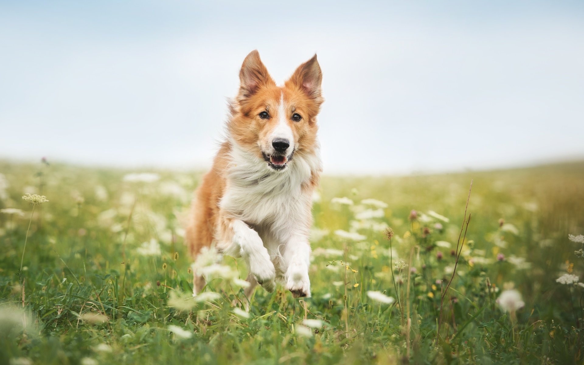 Обои цветы, трава, собака, бег, бордер-колли, flowers, grass, dog, running, the border collie разрешение 4246x2825 Загрузить