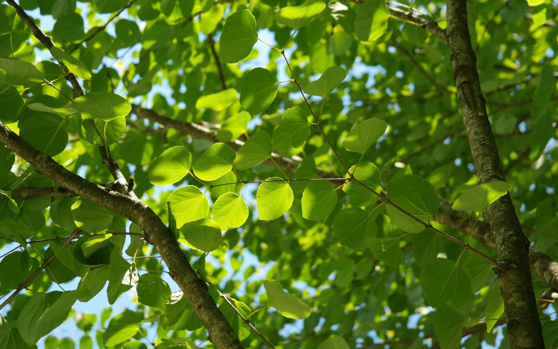 Обои небо, природа, дерево, листья, ветви, лист, зеленые листья, the sky, nature, tree, leaves, branch, sheet, green leaves разрешение 5472x3648 Загрузить