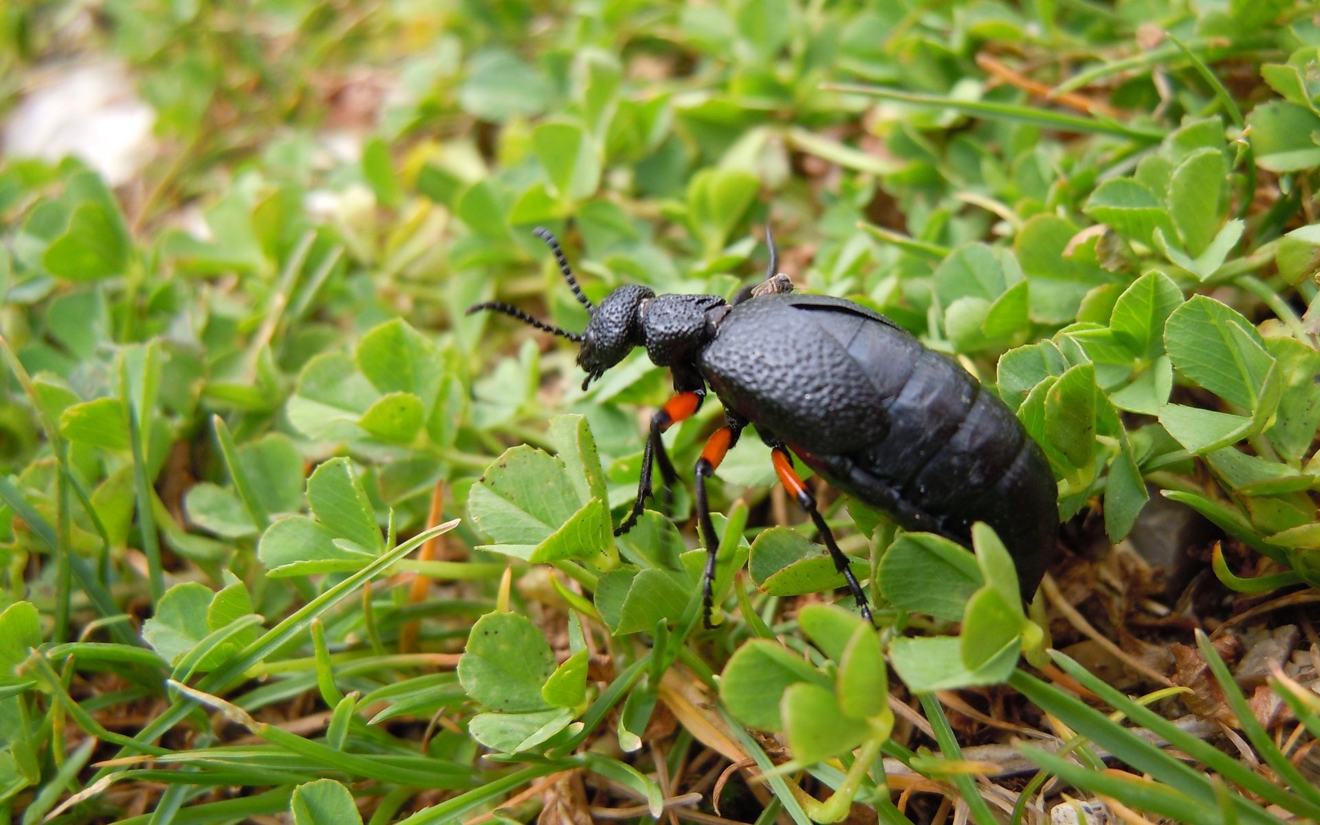 Обои трава, природа, растения, жук, насекомое, grass, nature, plants, beetle, insect разрешение 4320x3240 Загрузить