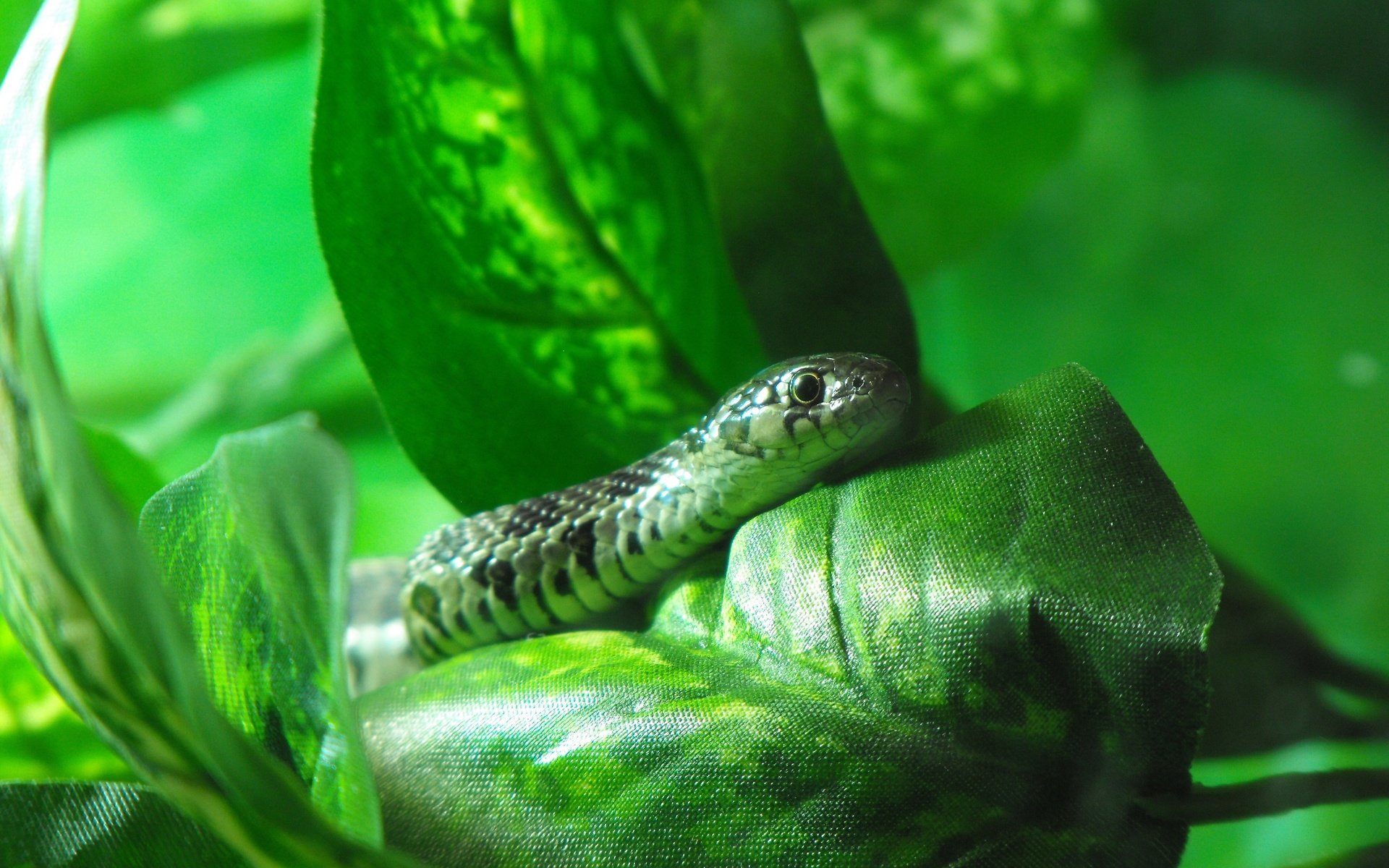 Обои природа, листья, животные, змея, рептилия, пресмыкающиеся, жало, nature, leaves, animals, snake, reptile, reptiles, sting разрешение 3648x2736 Загрузить