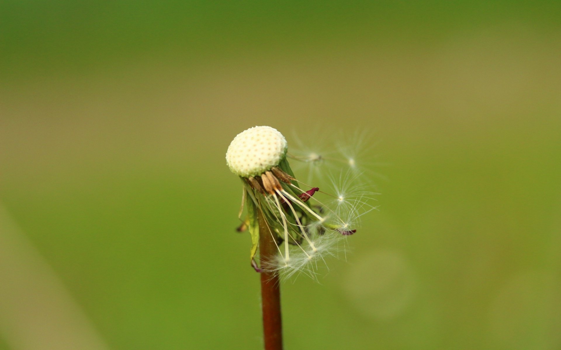 Обои фон, цветок, одуванчик, семена, пушинки, былинки, background, flower, dandelion, seeds, fuzzes, blade разрешение 1920x1280 Загрузить