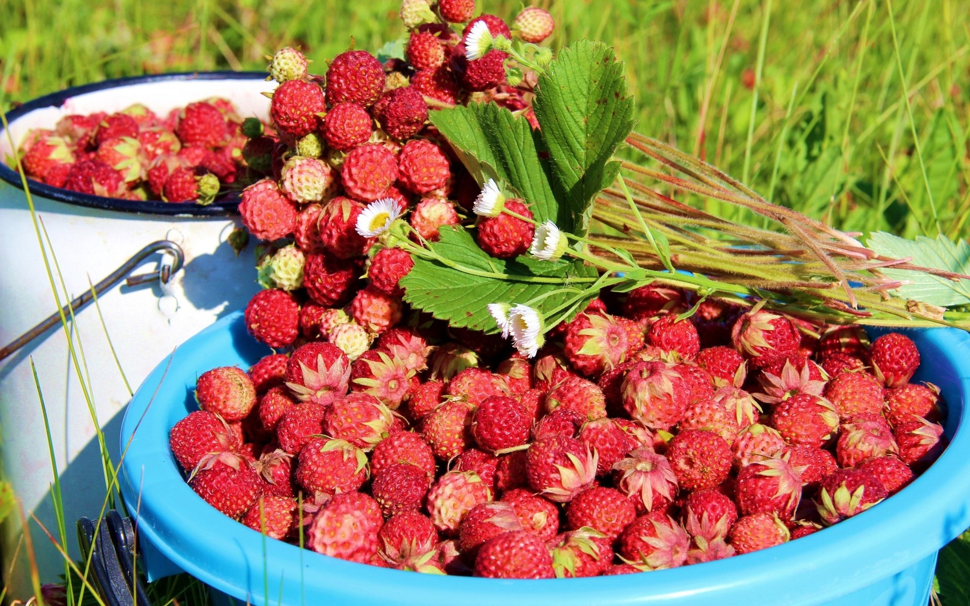 Обои листья, лето, ягоды, земляника, leaves, summer, berries, strawberries разрешение 3048x2000 Загрузить