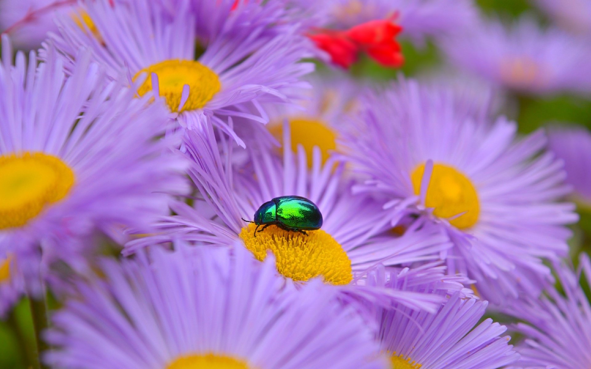 Обои цветы, жук, макро, насекомое, лепестки, астры, сиреневые цветы, flowers, beetle, macro, insect, petals, asters, purple flowers разрешение 3000x1886 Загрузить