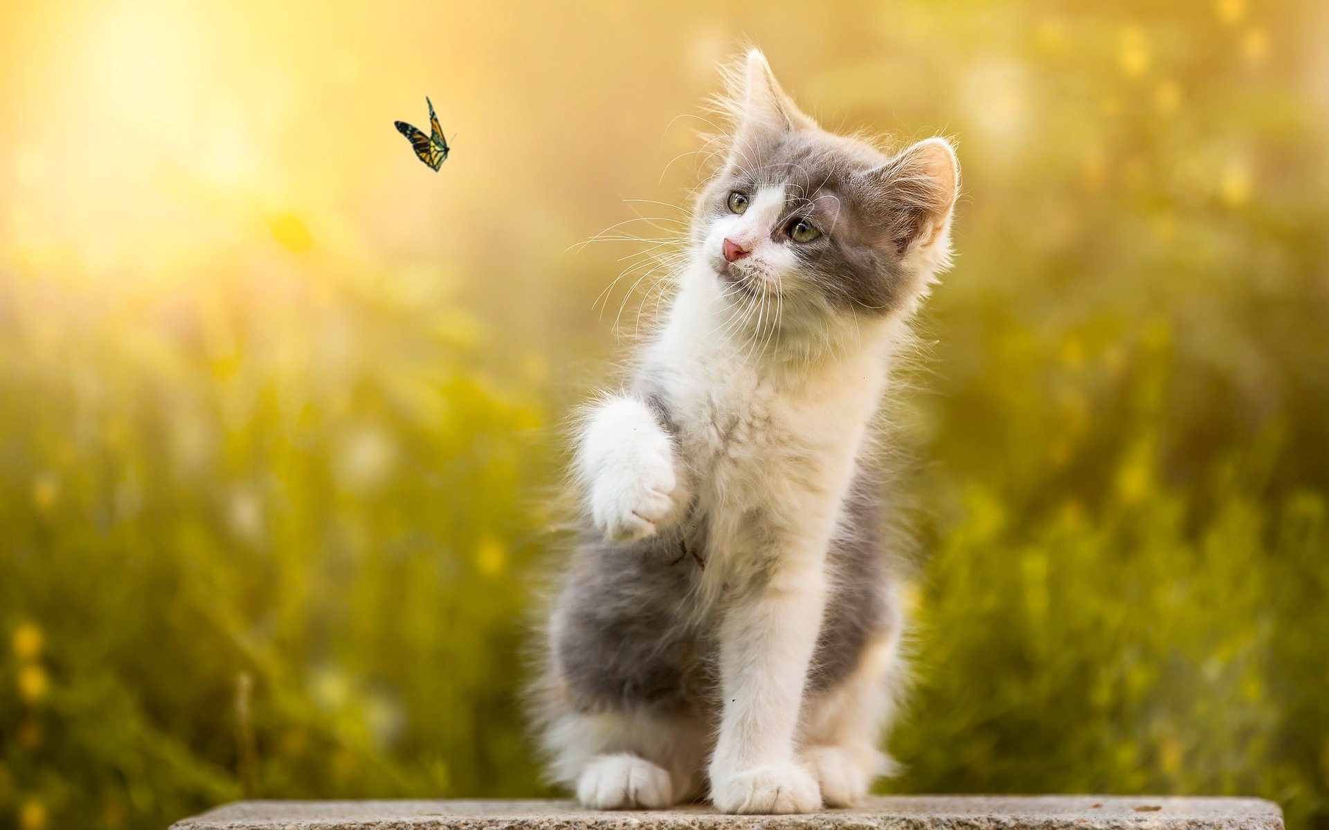 Обои природа, бабочка, котенок, камень, животное, боке, nature, butterfly, kitty, stone, animal, bokeh разрешение 2048x1442 Загрузить