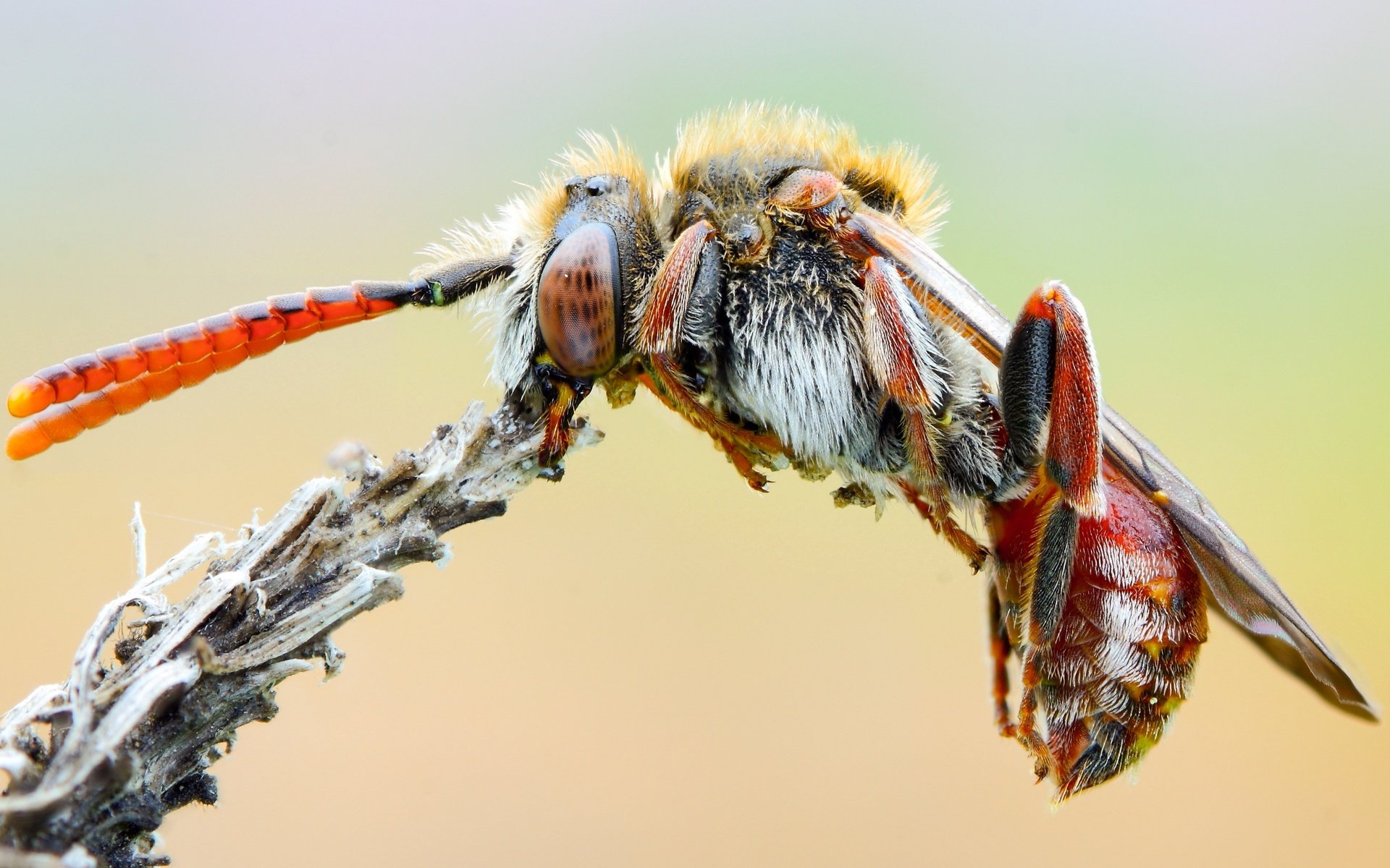 Обои природа, макро, насекомое, фон, растение, усики, пчела, оса, nature, macro, insect, background, plant, antennae, bee, osa разрешение 3587x2017 Загрузить