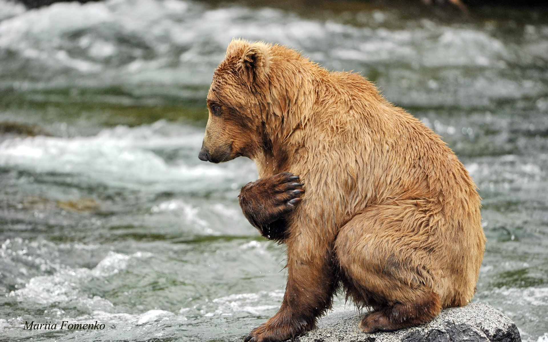Обои вода, река, камни, медведь, хищник, животное, water, river, stones, bear, predator, animal разрешение 4256x2832 Загрузить