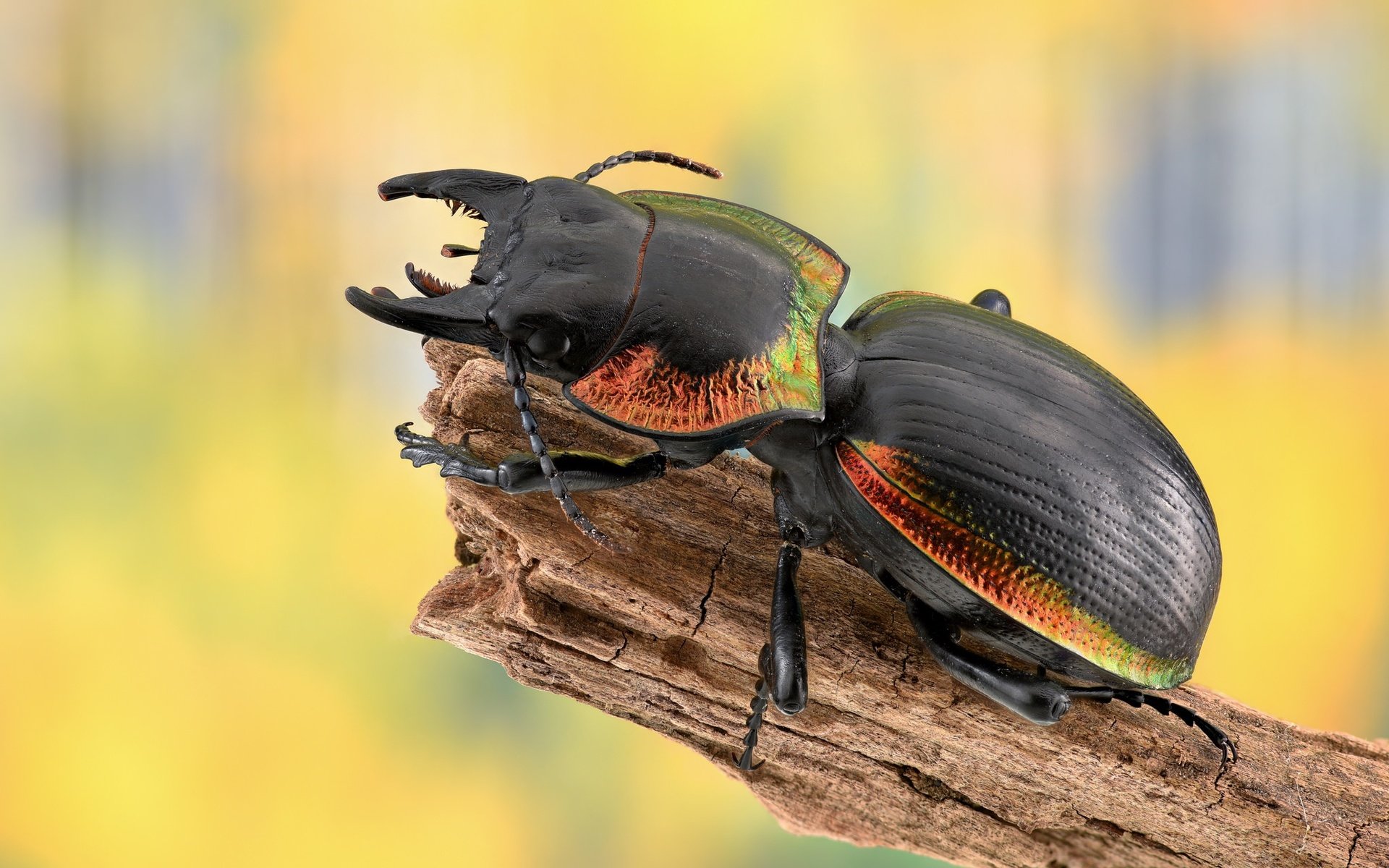 Обои жук, макро, насекомое, жужелица, beetle, macro, insect разрешение 2048x1391 Загрузить