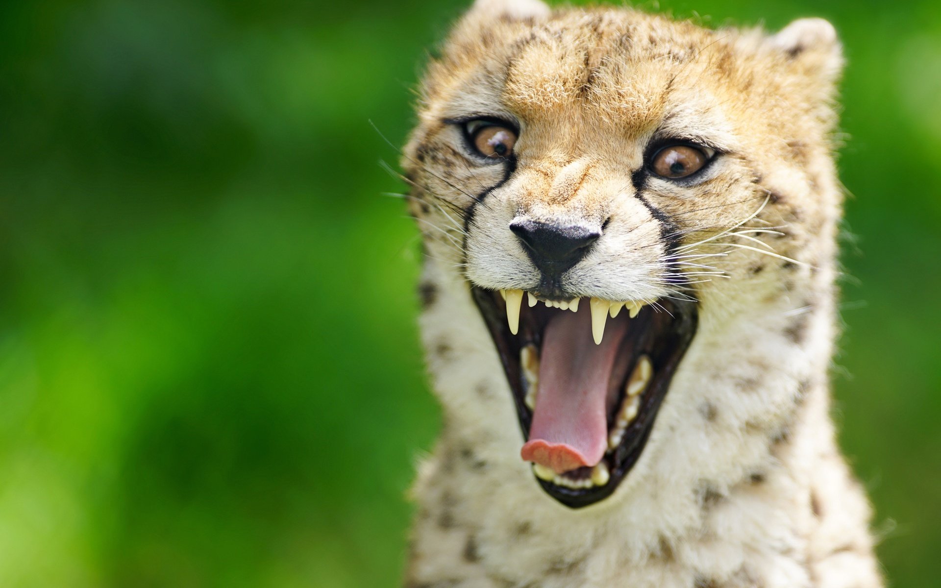 Обои морда, фон, зубы, язык, пасть, гепард, дикая кошка, face, background, teeth, language, mouth, cheetah, wild cat разрешение 4500x3004 Загрузить