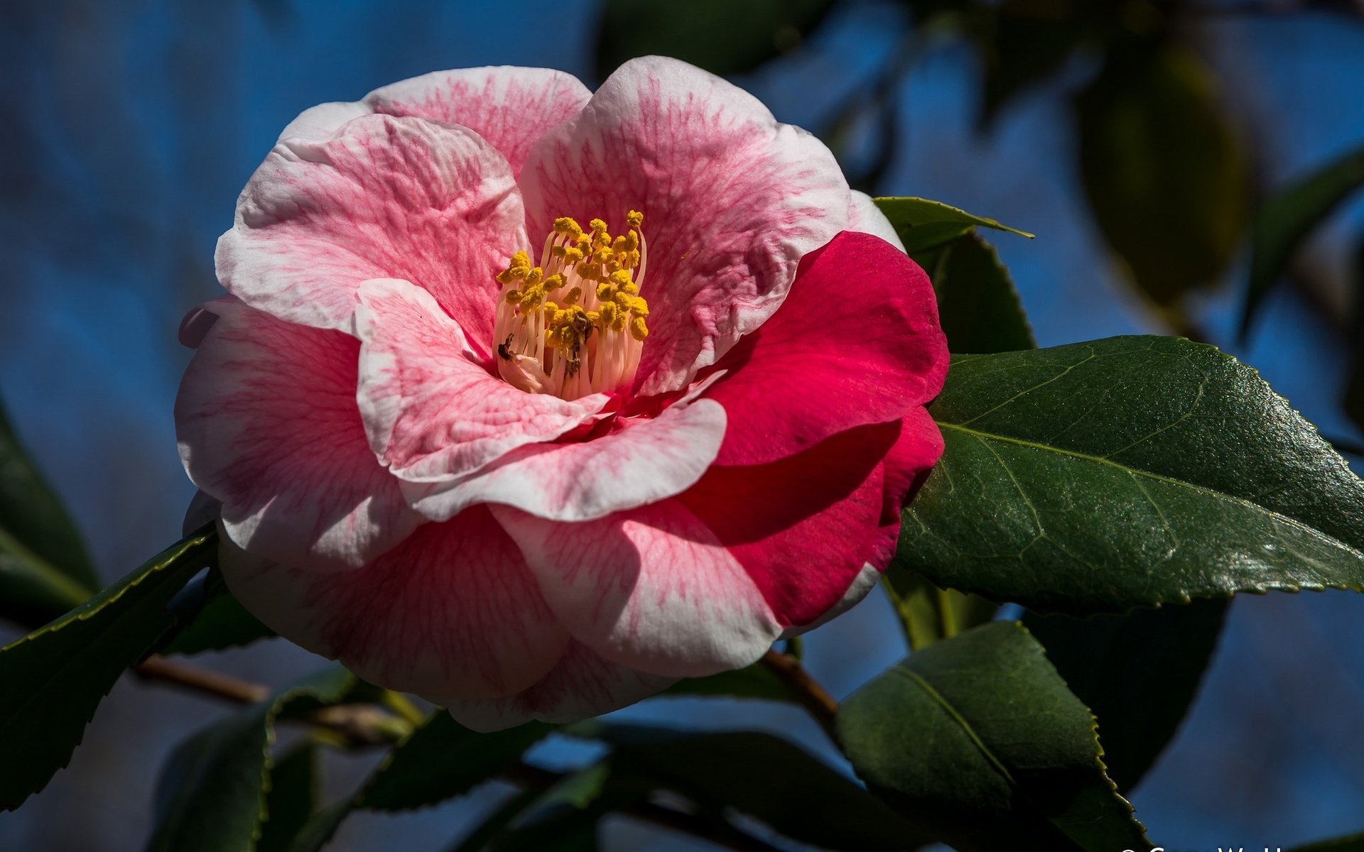 Обои листья, макро, фон, цветок, лепестки, камелия, leaves, macro, background, flower, petals, camellia разрешение 2048x1390 Загрузить