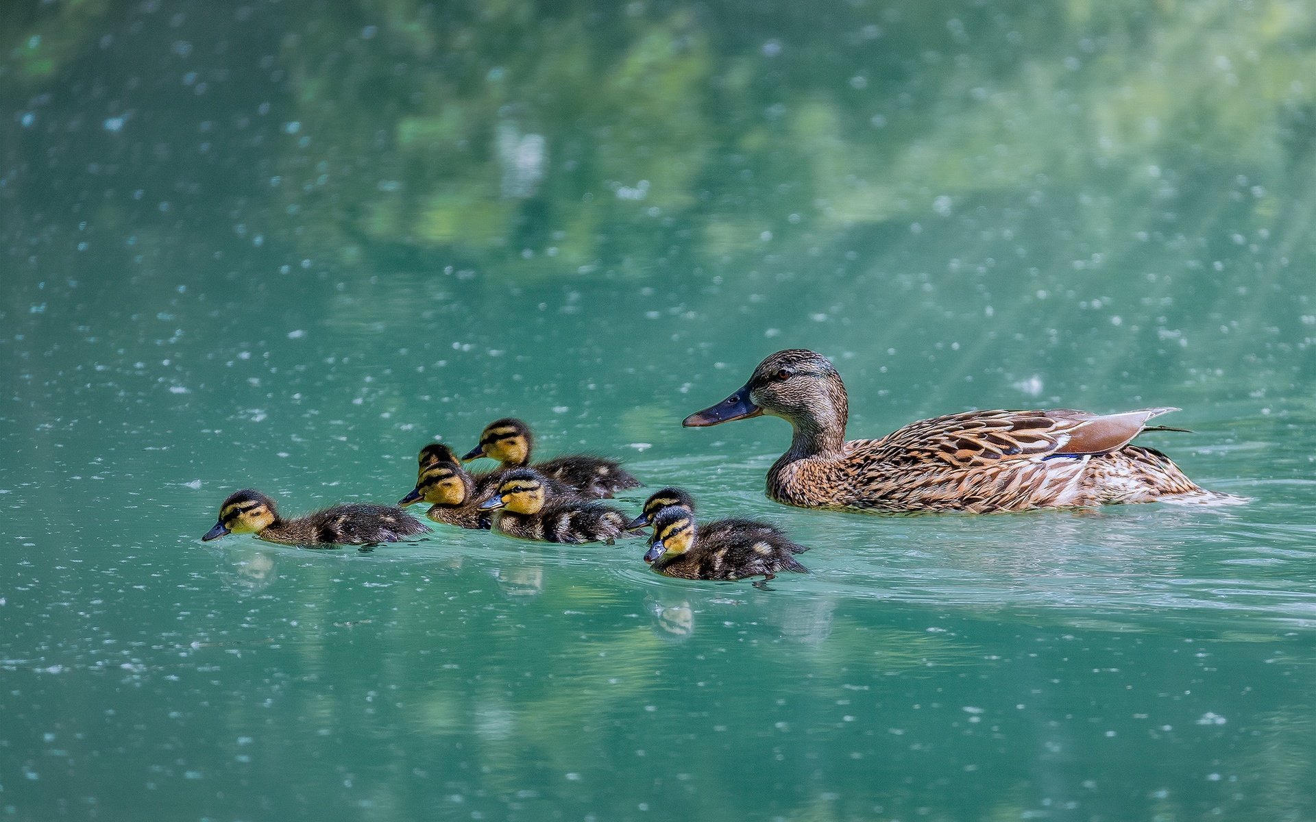 Обои вода, озеро, птицы, клюв, перья, утки, плывут, water, lake, birds, beak, feathers, duck, float разрешение 2048x1387 Загрузить