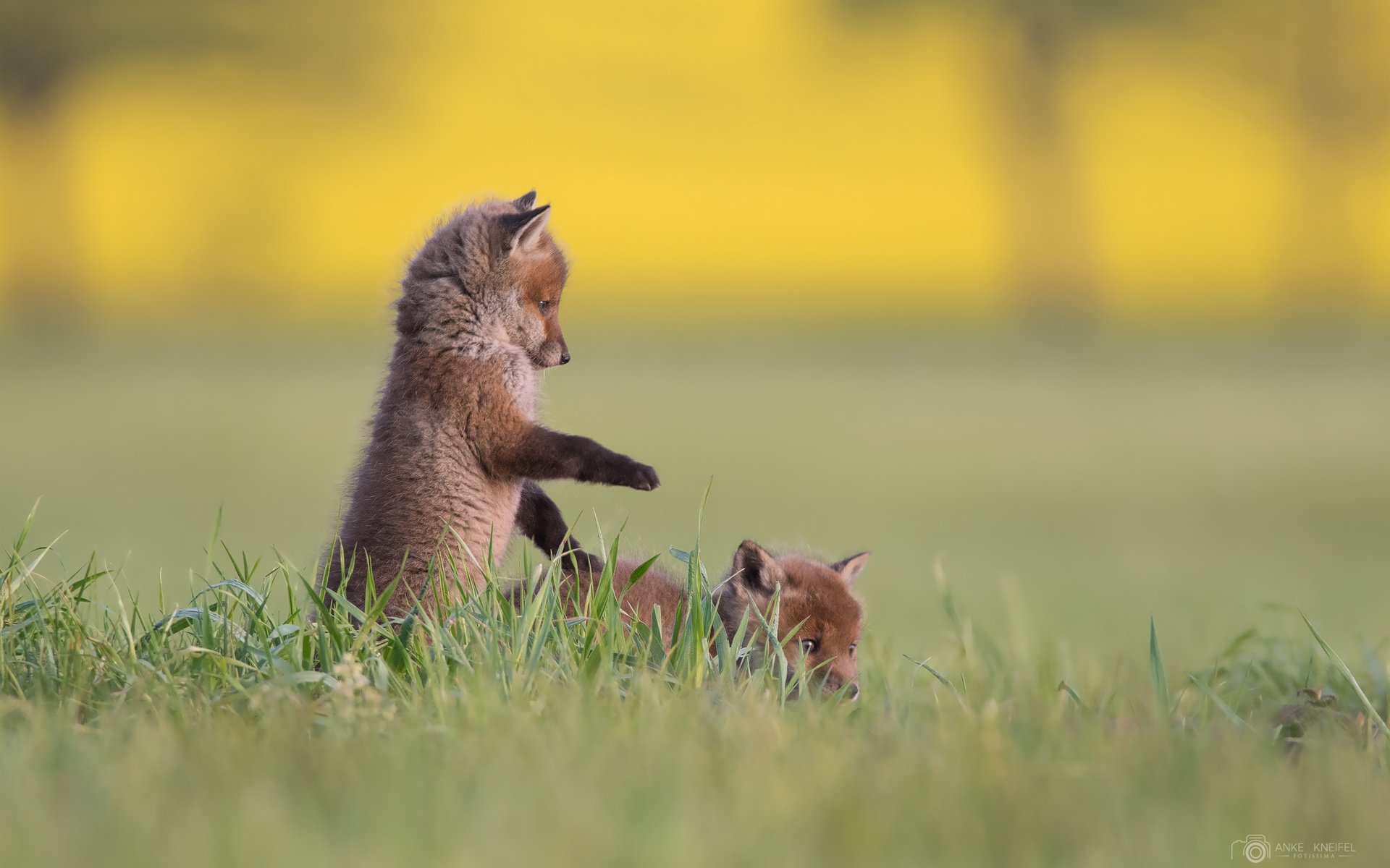 Обои трава, фон, игра, малыши, лисята, мило но как скачать, grass, background, the game, kids, cubs, nice but how to download разрешение 2048x1365 Загрузить