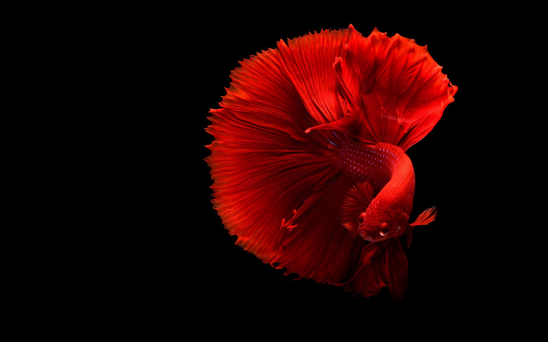 Обои черный фон, рыбка, хвост, рыба, подводный мир, петушок, black background, fish, tail, underwater world, cock разрешение 4879x3253 Загрузить