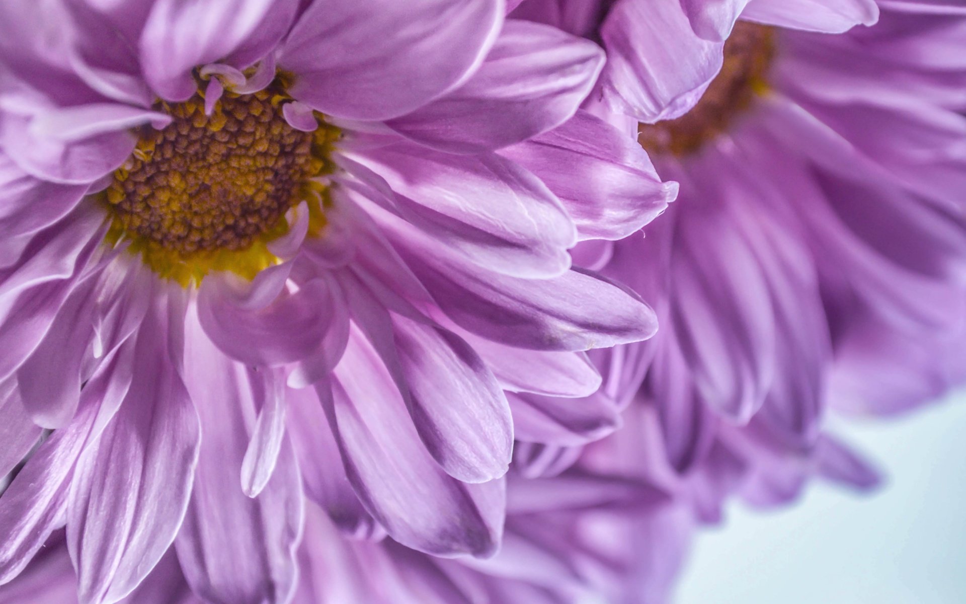 Обои цветы, макро, лепестки, хризантемы, dashakern, flowers, macro, petals, chrysanthemum разрешение 6016x4326 Загрузить