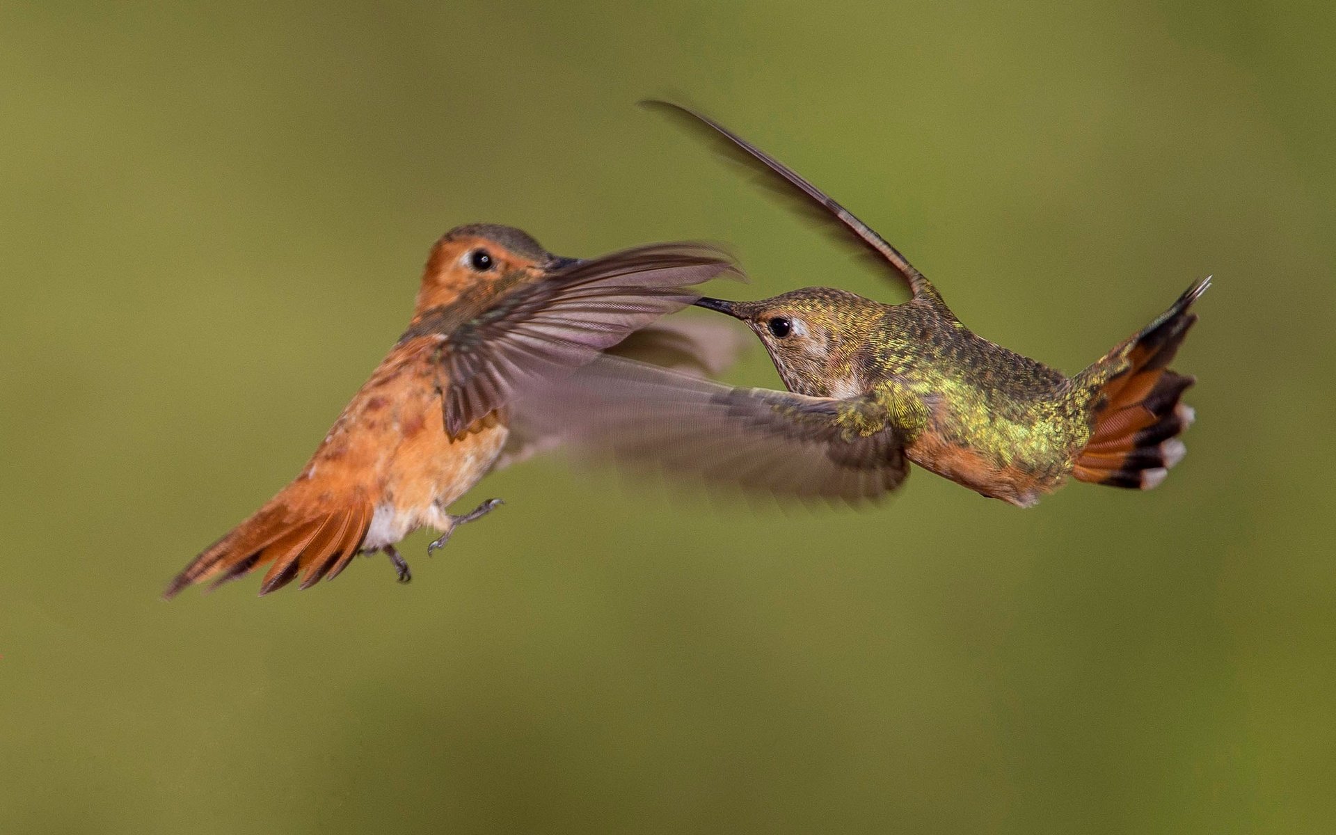 Обои крылья, птица, клюв, пара, колибри, охристый колибри, wings, bird, beak, pair, hummingbird, buffy hummingbird разрешение 2048x1365 Загрузить