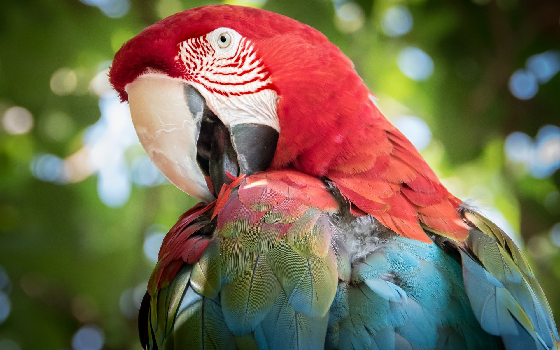 Обои птица, клюв, перья, попугай, ара, bird, beak, feathers, parrot, ara разрешение 2048x1365 Загрузить