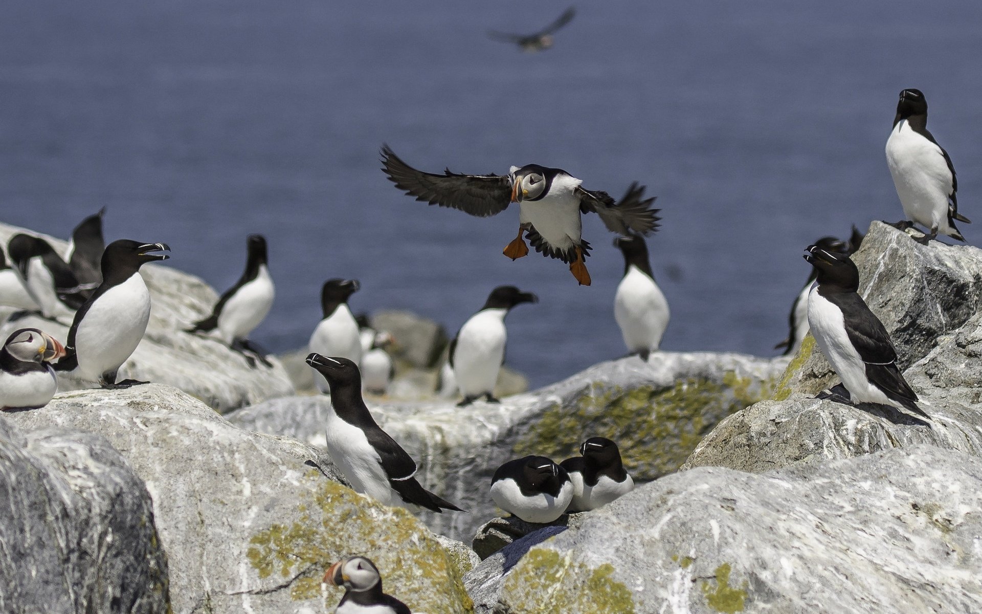 Обои камни, море, птицы, перья, тупик, атлантический тупик, stones, sea, birds, feathers, stalled, atlantic puffin разрешение 2048x1366 Загрузить