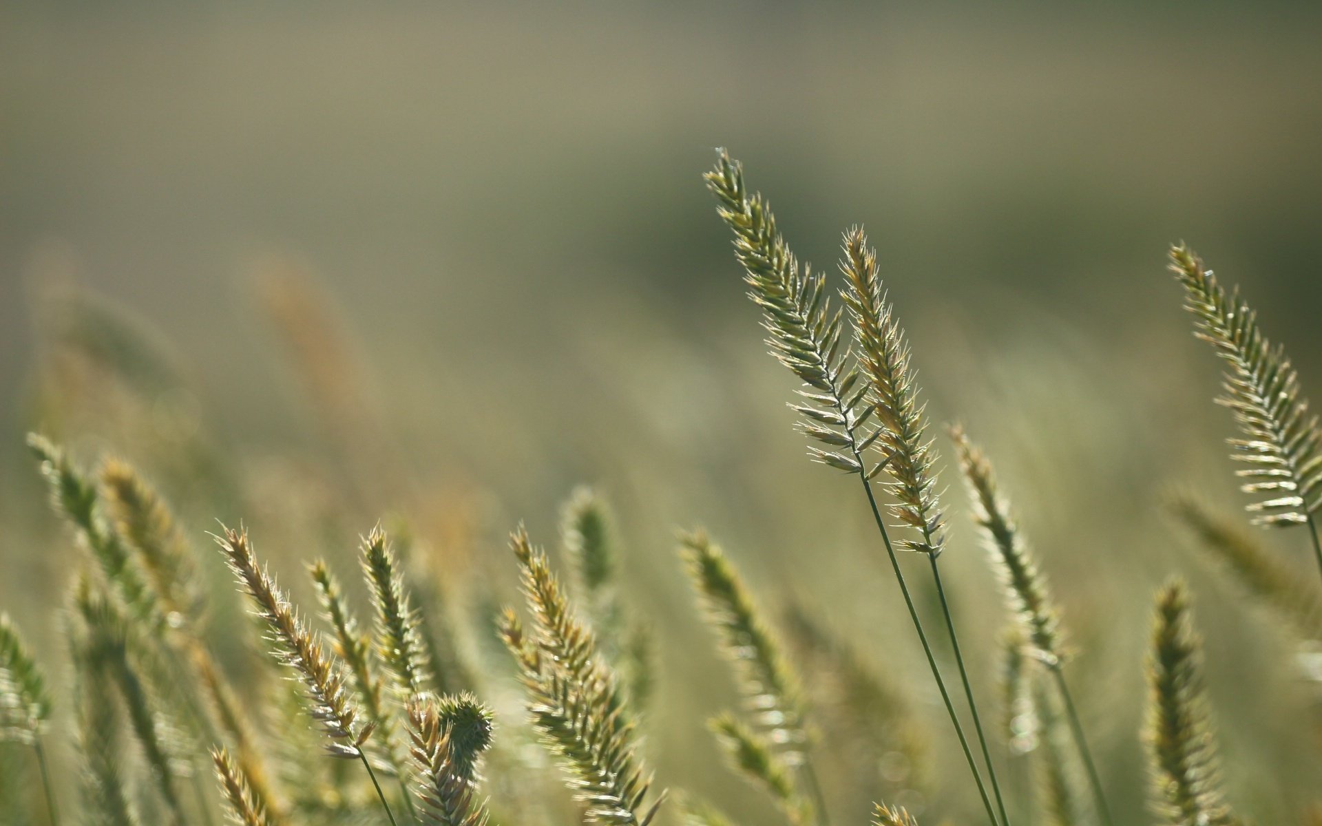 Обои трава, природа, фон, лето, колоски, стебли, grass, nature, background, summer, spikelets, stems разрешение 1920x1280 Загрузить