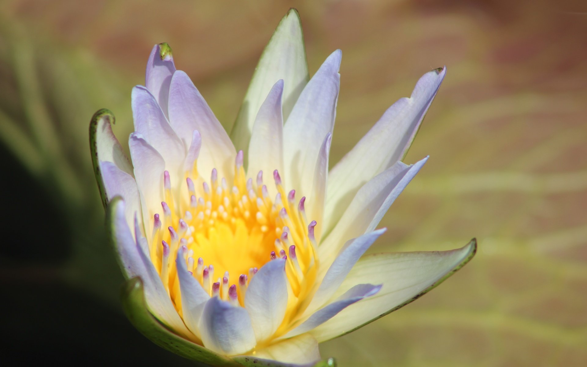 Обои макро, цветок, лепестки, кувшинка, водяная лилия, macro, flower, petals, lily, water lily разрешение 5184x3456 Загрузить