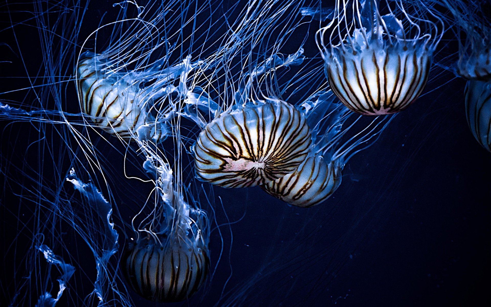 Обои вода, море, медузы, подводный мир, щупальцы, water, sea, jellyfish, underwater world, the tentacles разрешение 4928x3264 Загрузить
