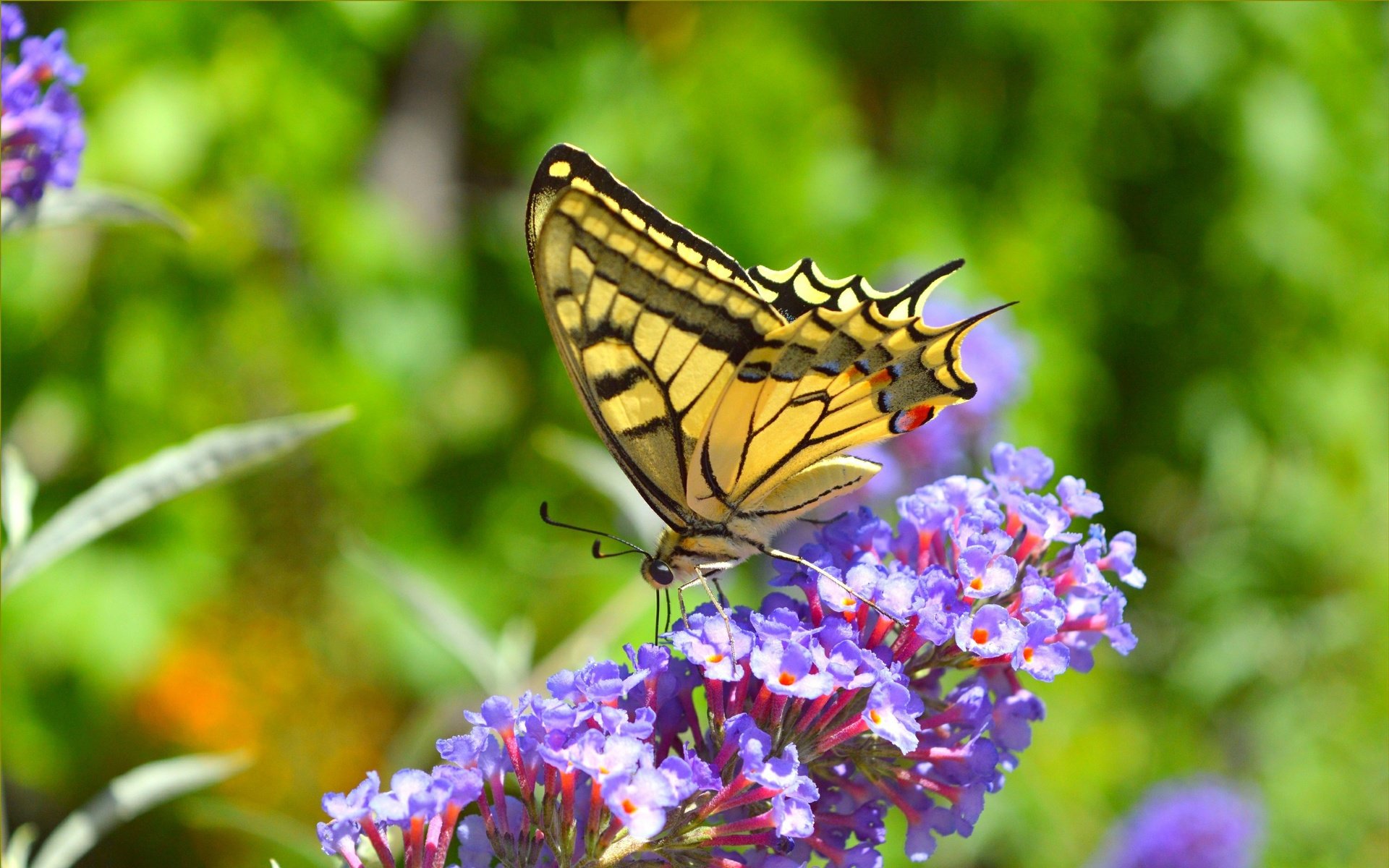 Обои цветы, насекомое, бабочка, крылья, flowers, insect, butterfly, wings разрешение 3004x1877 Загрузить