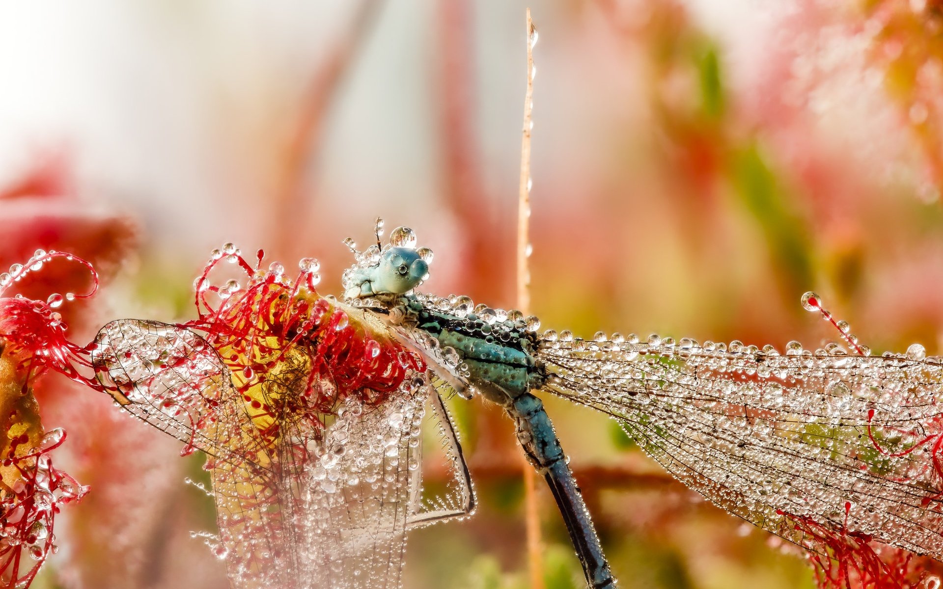 Обои макро, насекомое, утро, роса, капли, крылья, стрекоза, macro, insect, morning, rosa, drops, wings, dragonfly разрешение 2048x1532 Загрузить