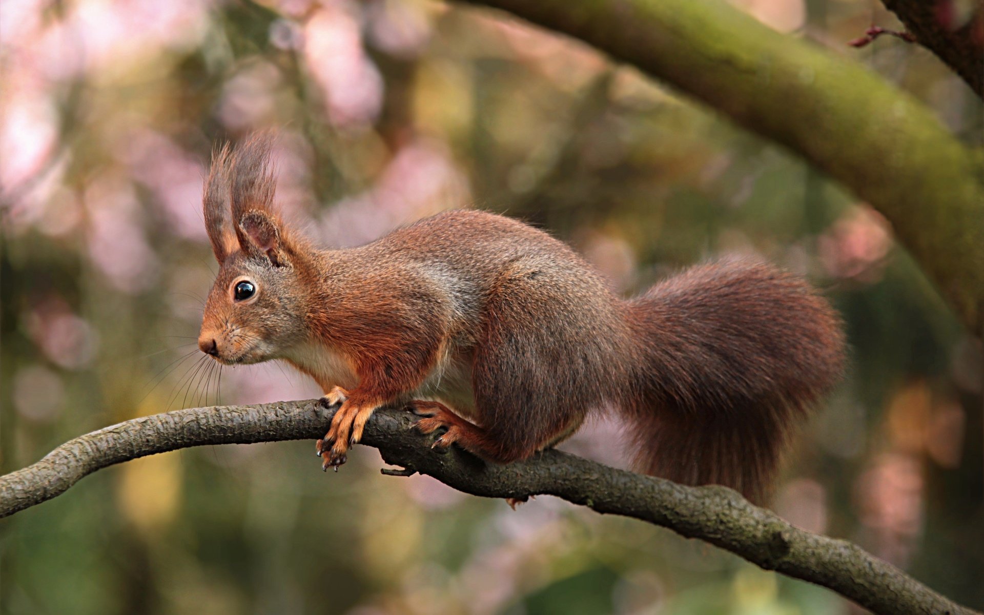 Обои ветка, природа, белка, хвост, branch, nature, protein, tail разрешение 3456x2304 Загрузить