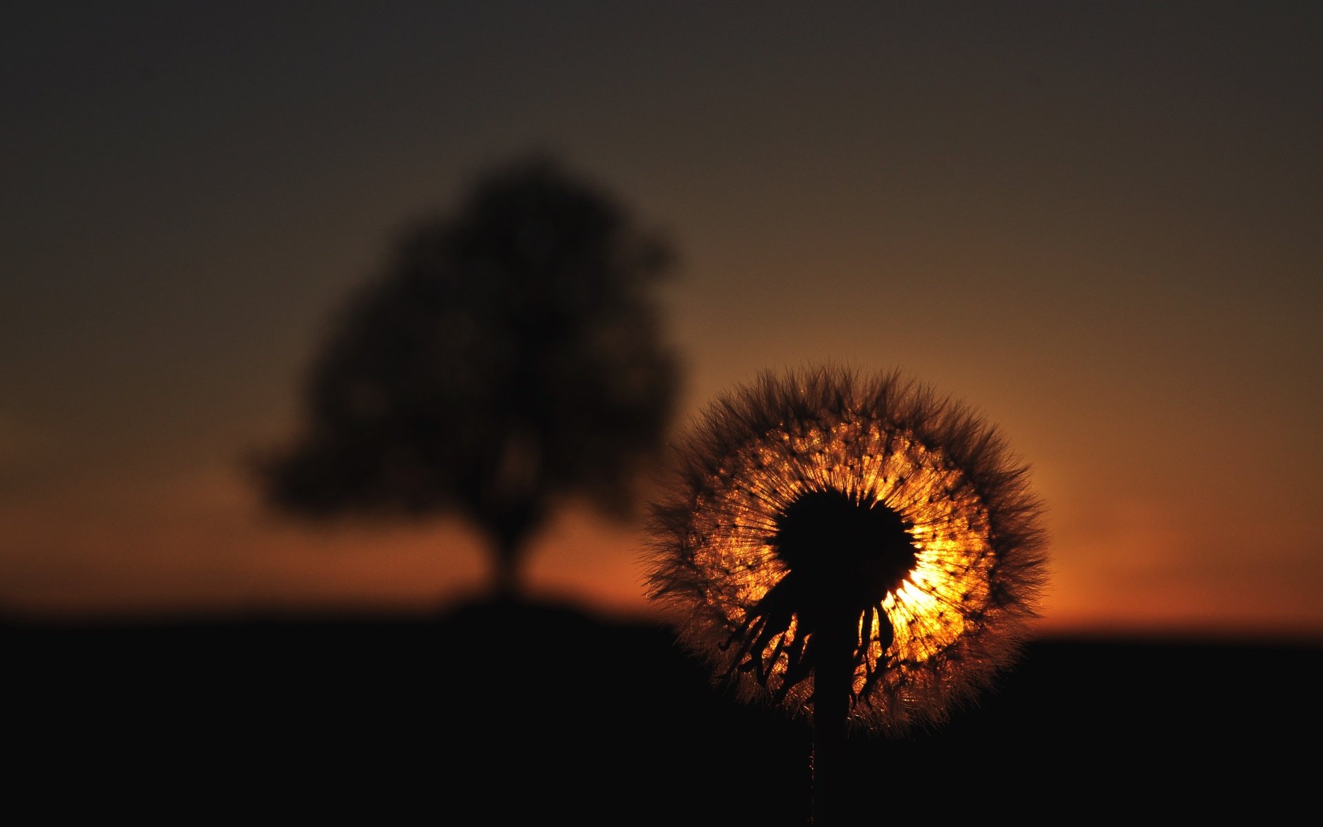 Обои закат, цветок, одуванчик, пушинки, былинки, sunset, flower, dandelion, fuzzes, blade разрешение 4288x2848 Загрузить