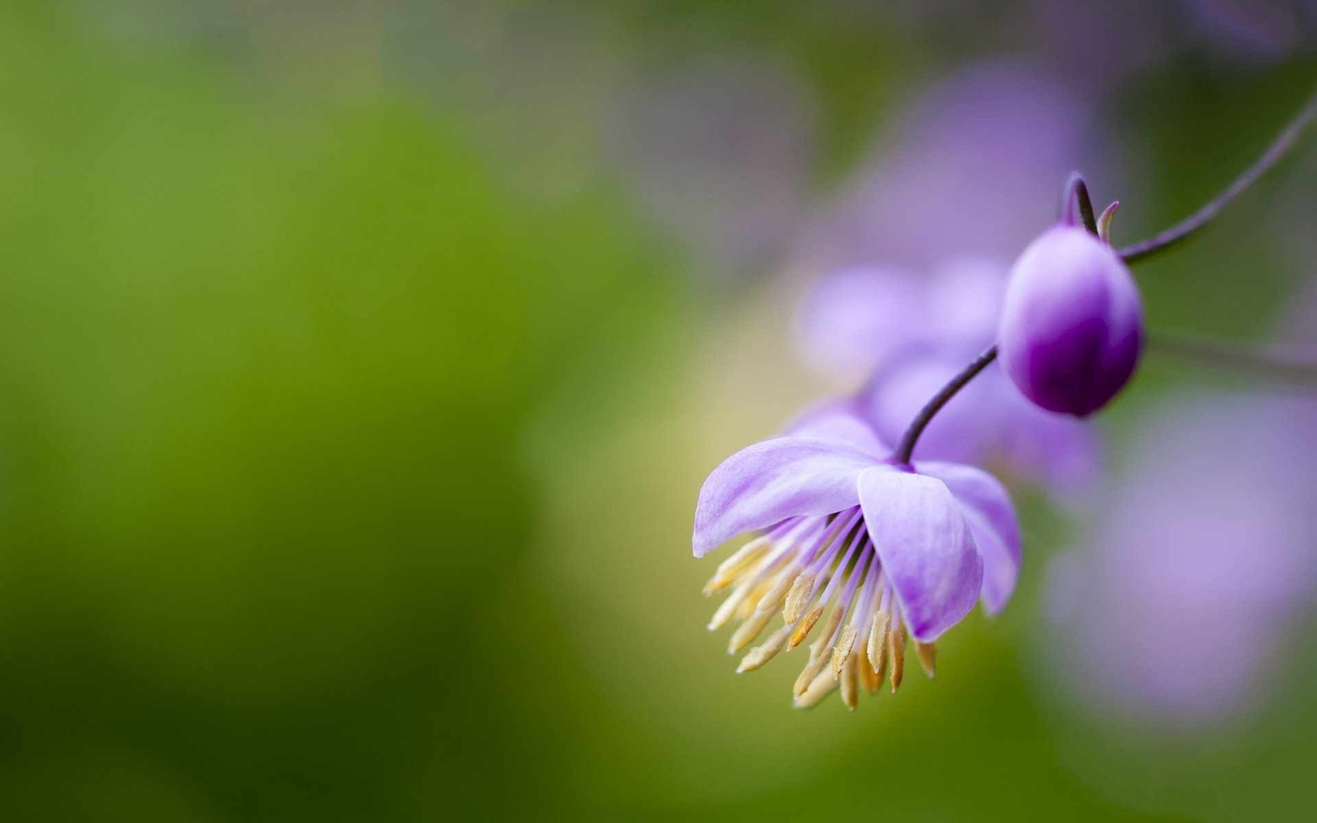 Обои цветы, цветение, тычинки, пыльца, фиолетовые, боке, flowers, flowering, stamens, pollen, purple, bokeh разрешение 2617x1745 Загрузить