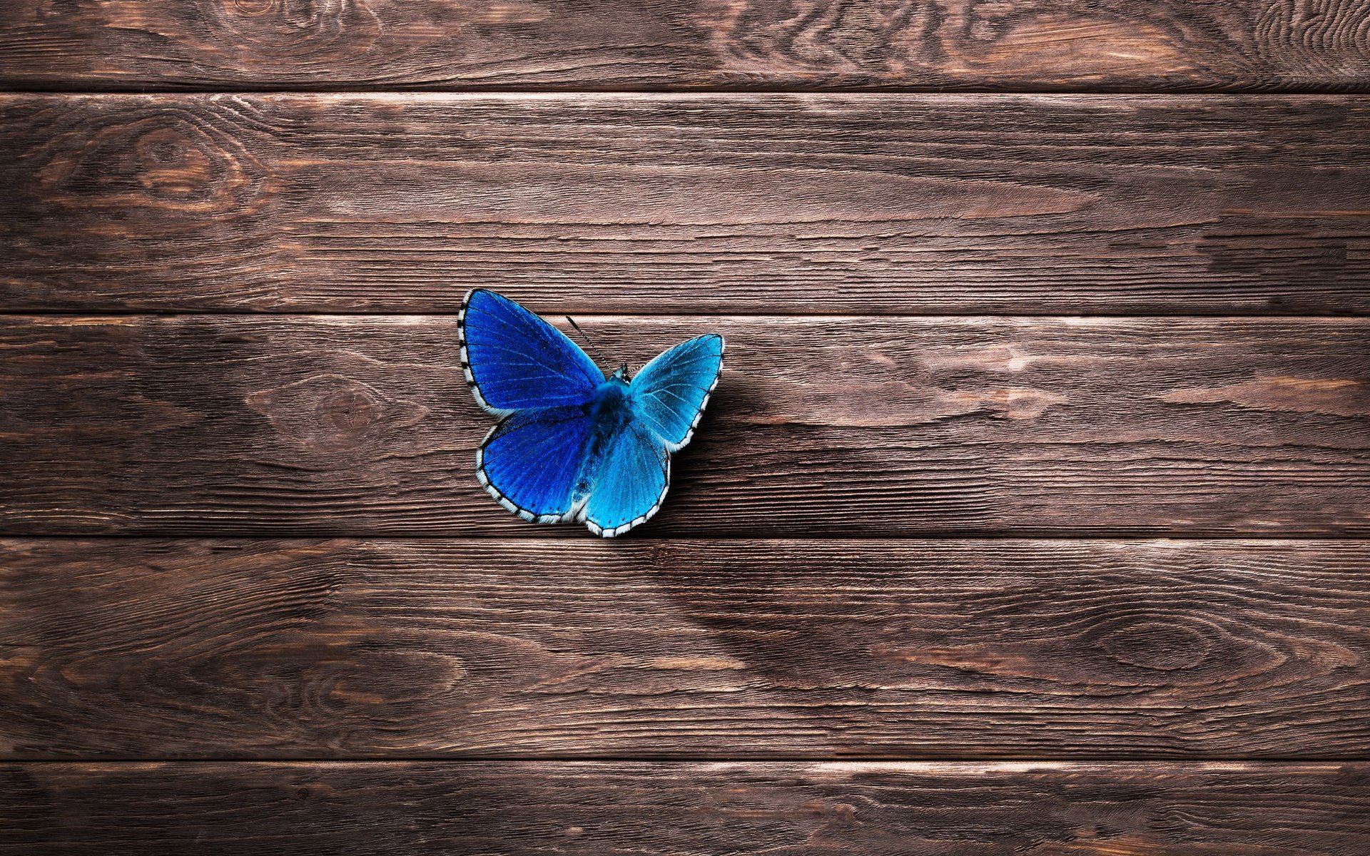 Обои насекомое, бабочка, крылья, поверхность, деревянный, insect, butterfly, wings, surface, wooden разрешение 7022x4967 Загрузить