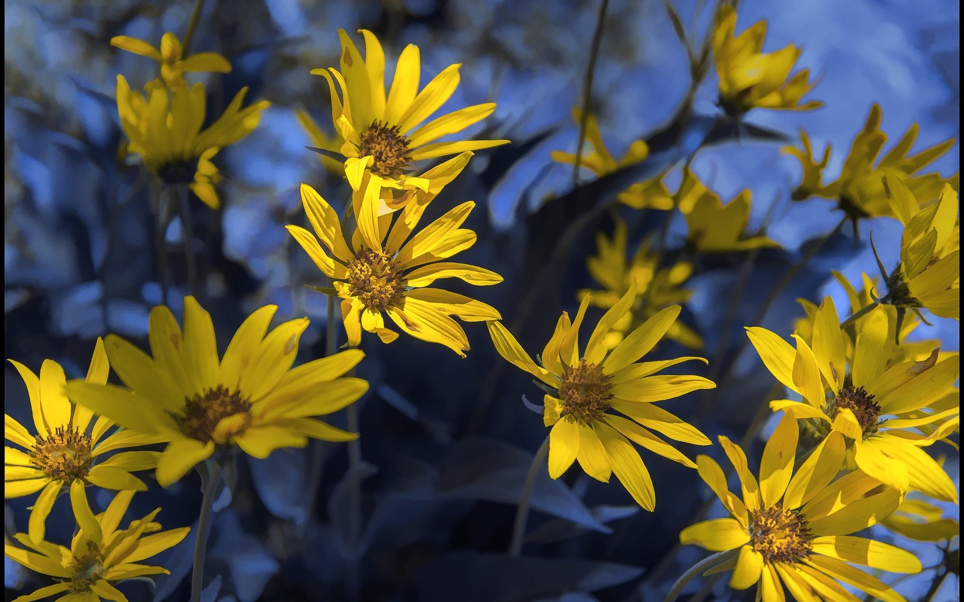 Обои цветы, лепестки, весна, боке, топинамбур, flowers, petals, spring, bokeh, jerusalem artichoke разрешение 2048x1367 Загрузить