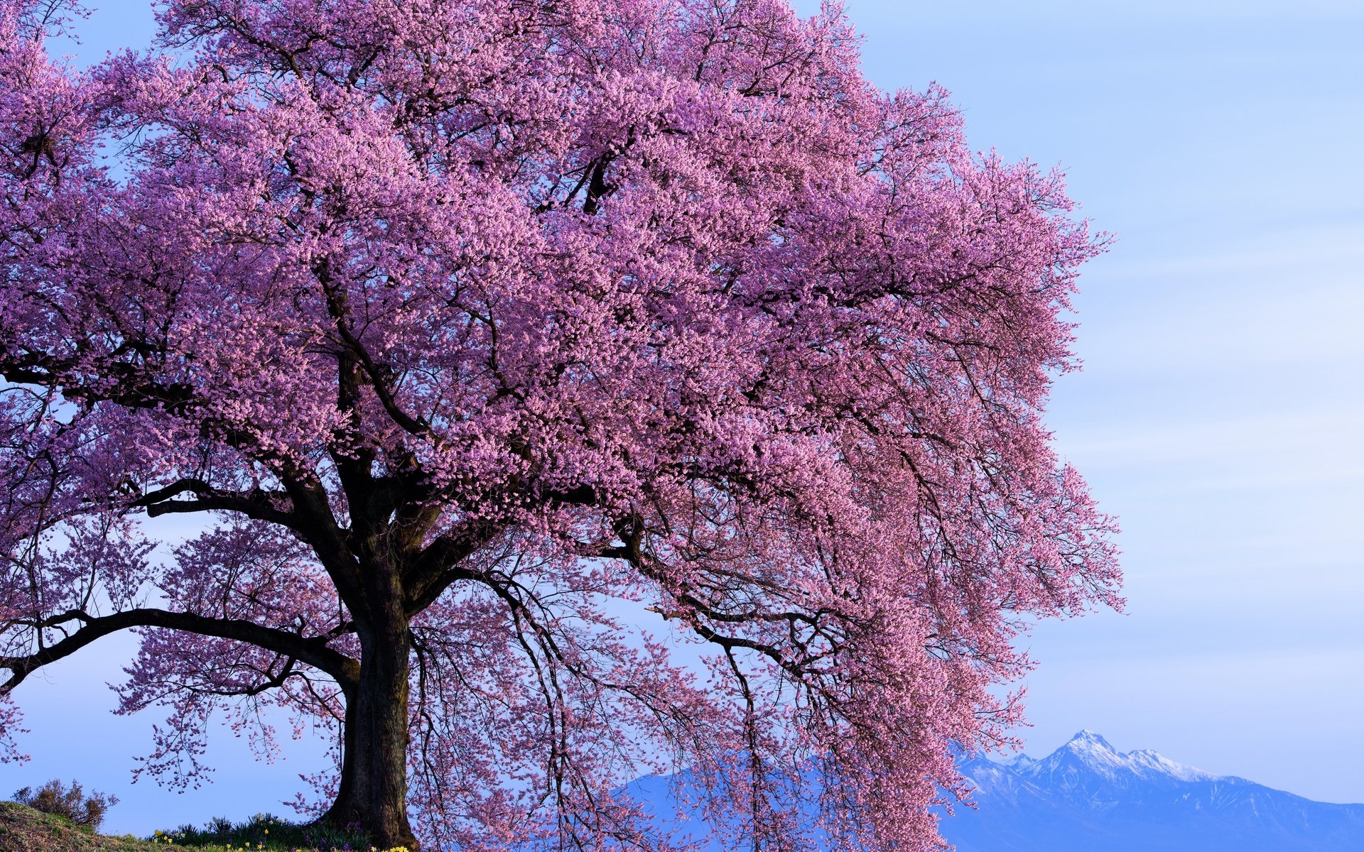 Обои небо, горы, дерево, цветение, весна, солнечно, the sky, mountains, tree, flowering, spring, sunny разрешение 2800x1869 Загрузить