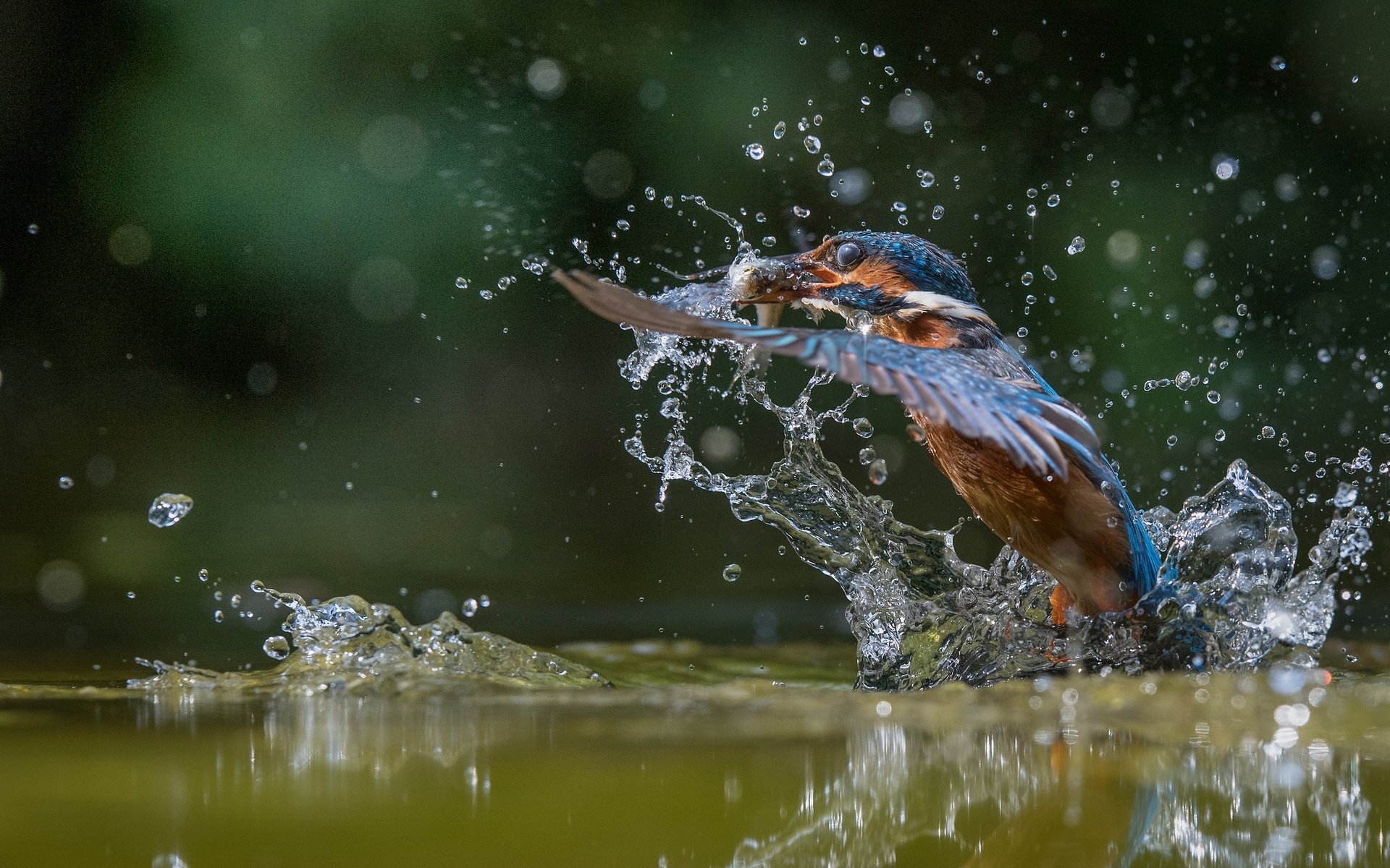 Обои вода, улов, полет, капли, крылья, брызги, птица, рыбка, зимородок, water, catch, flight, drops, wings, squirt, bird, fish, kingfisher разрешение 2048x1365 Загрузить