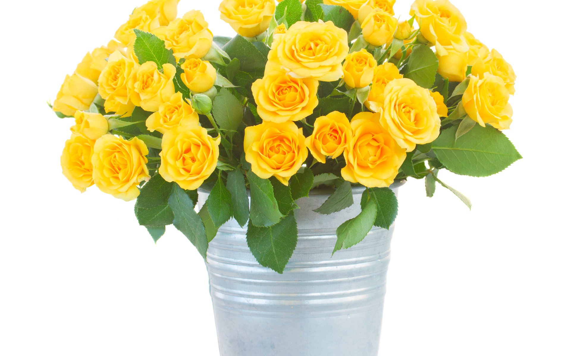 Обои цветы, розы, букет, белый фон, желтые, ведро, flowers, roses, bouquet, white background, yellow, bucket разрешение 4200x3420 Загрузить