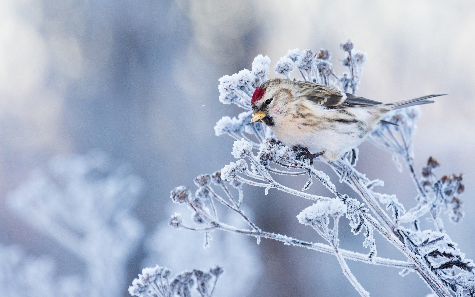 Обои трава, фон, мороз, иней, птица, чечётка, grass, background, frost, bird, tap dance разрешение 2048x1365 Загрузить