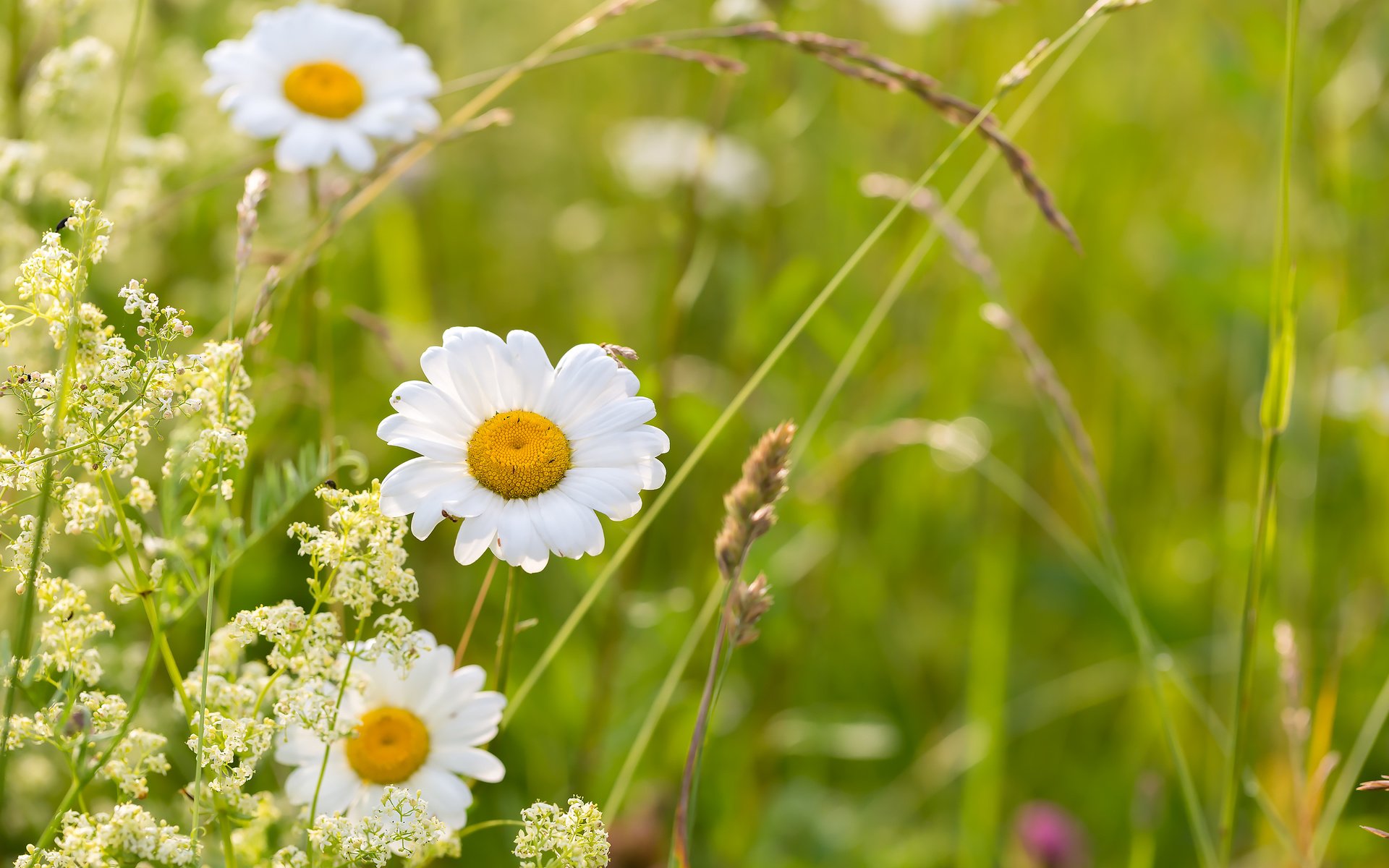 Обои цветы, трава, ромашки, полевые цветы, flowers, grass, chamomile, wildflowers разрешение 2304x1536 Загрузить