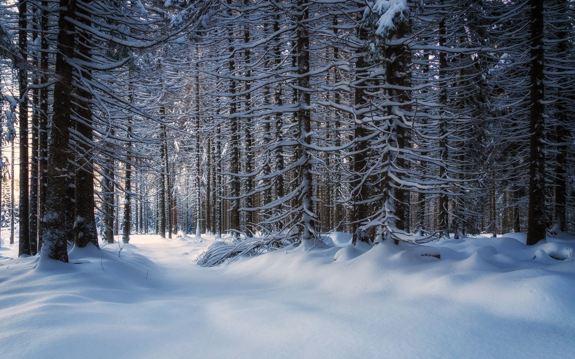 Обои деревья, снег, лес, зима, trees, snow, forest, winter разрешение 3840x2160 Загрузить