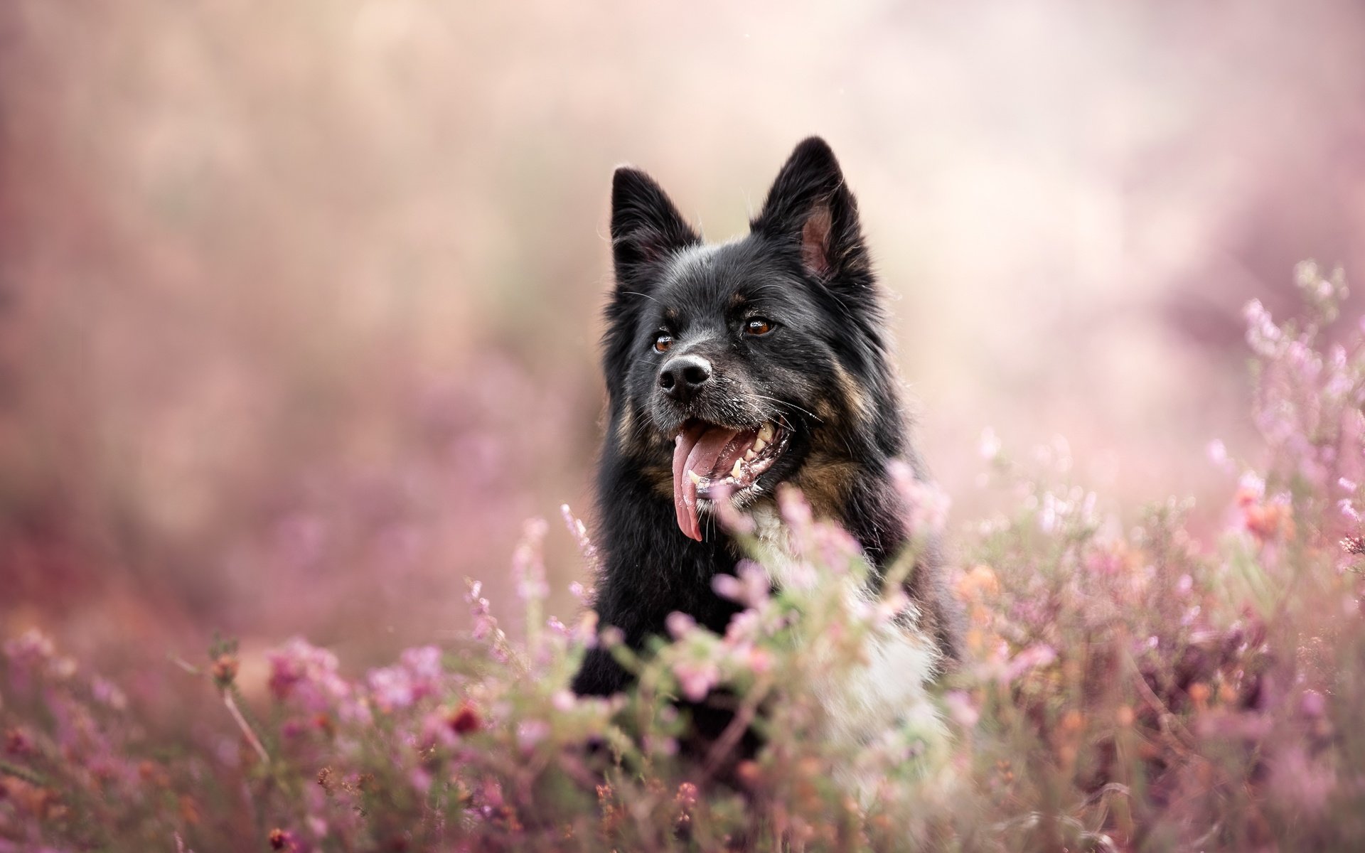 Обои морда, собака, язык, боке, вереск, face, dog, language, bokeh, heather разрешение 3000x2000 Загрузить