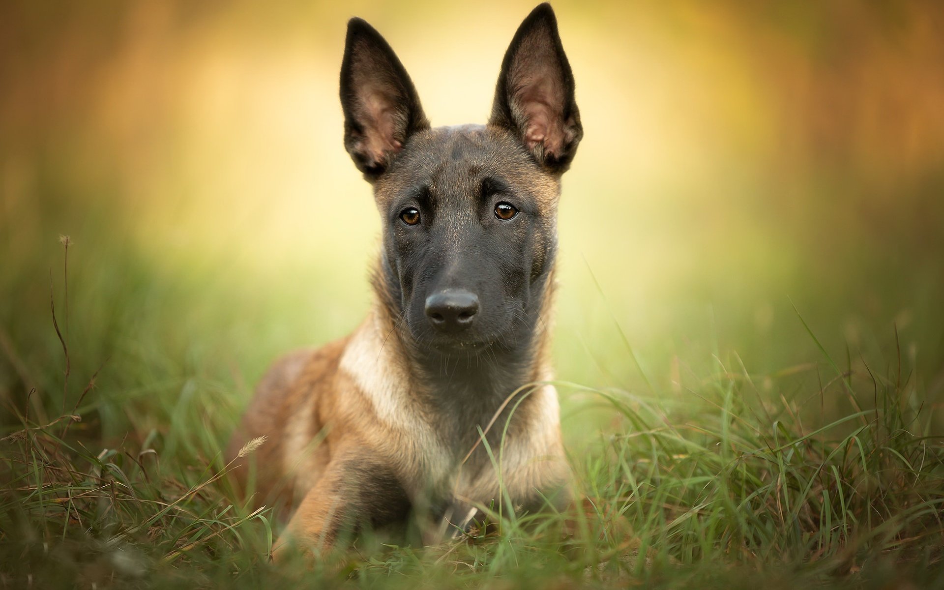 Обои трава, собака, щенок, друг, малинуа, бельгийская овчарка, grass, dog, puppy, each, malinois, belgian shepherd разрешение 2048x1366 Загрузить